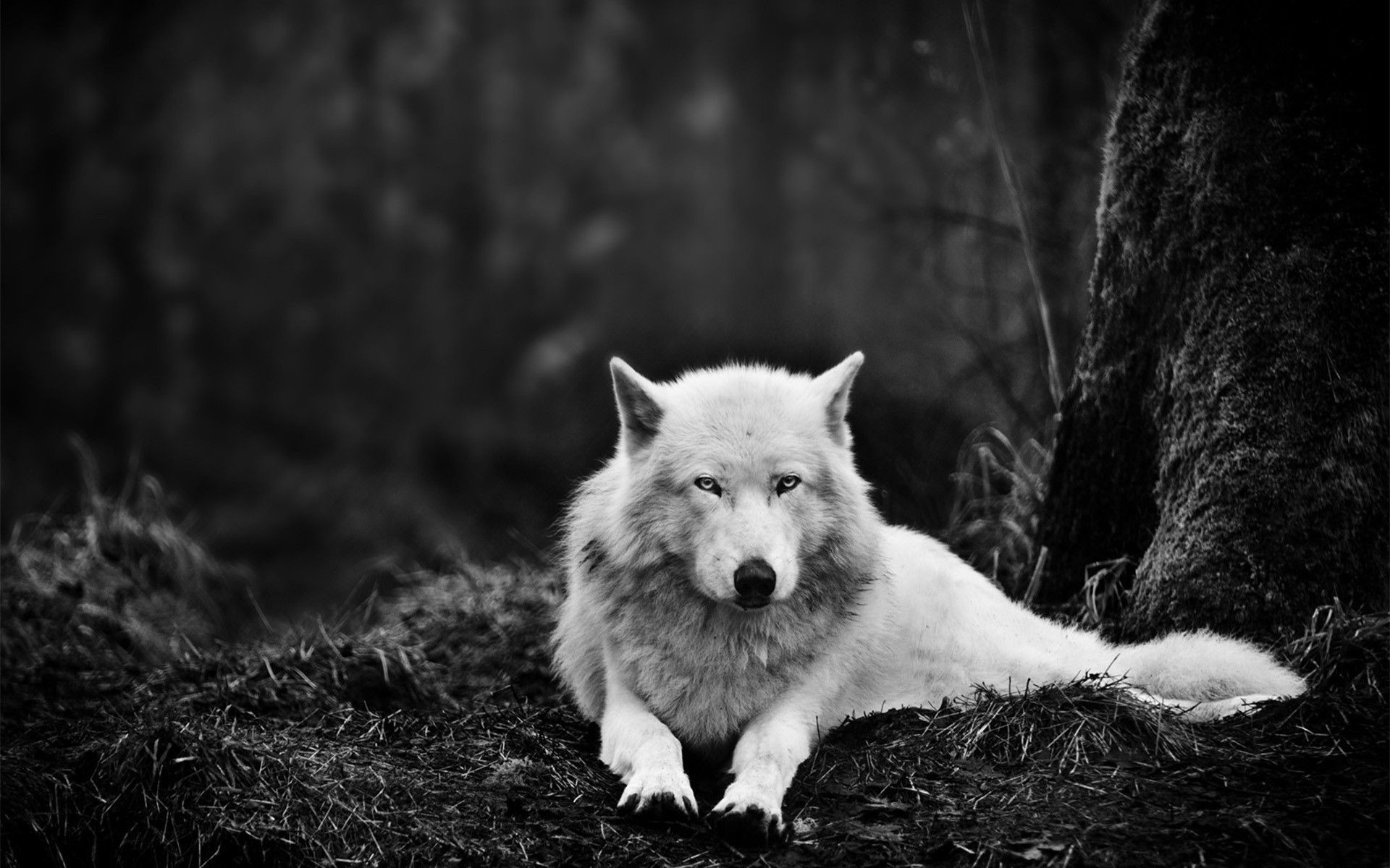 increíble fondo de pantalla en vivo,blanco,negro,en blanco y negro,canis lupus tundrarum,fotografía monocroma