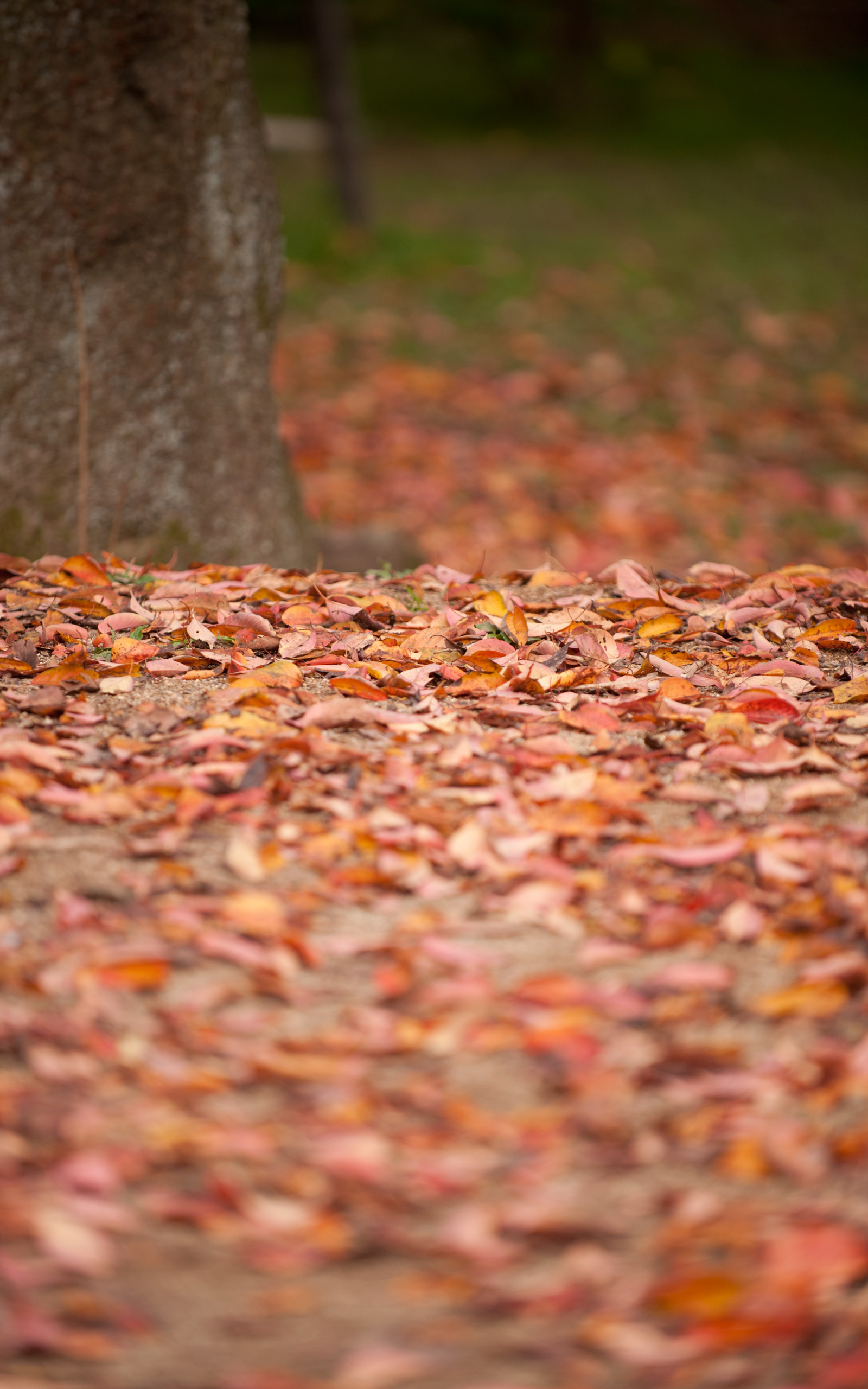 fondo de pantalla de modo retrato,hoja,otoño,árbol,maletero,césped