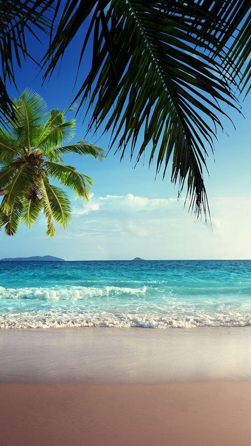 sfondo modalità ritratto,albero,cielo,natura,oceano,caraibico