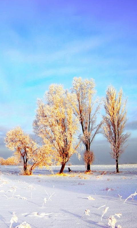 自然壁紙ポートレート,自然の風景,冬,空,自然,木
