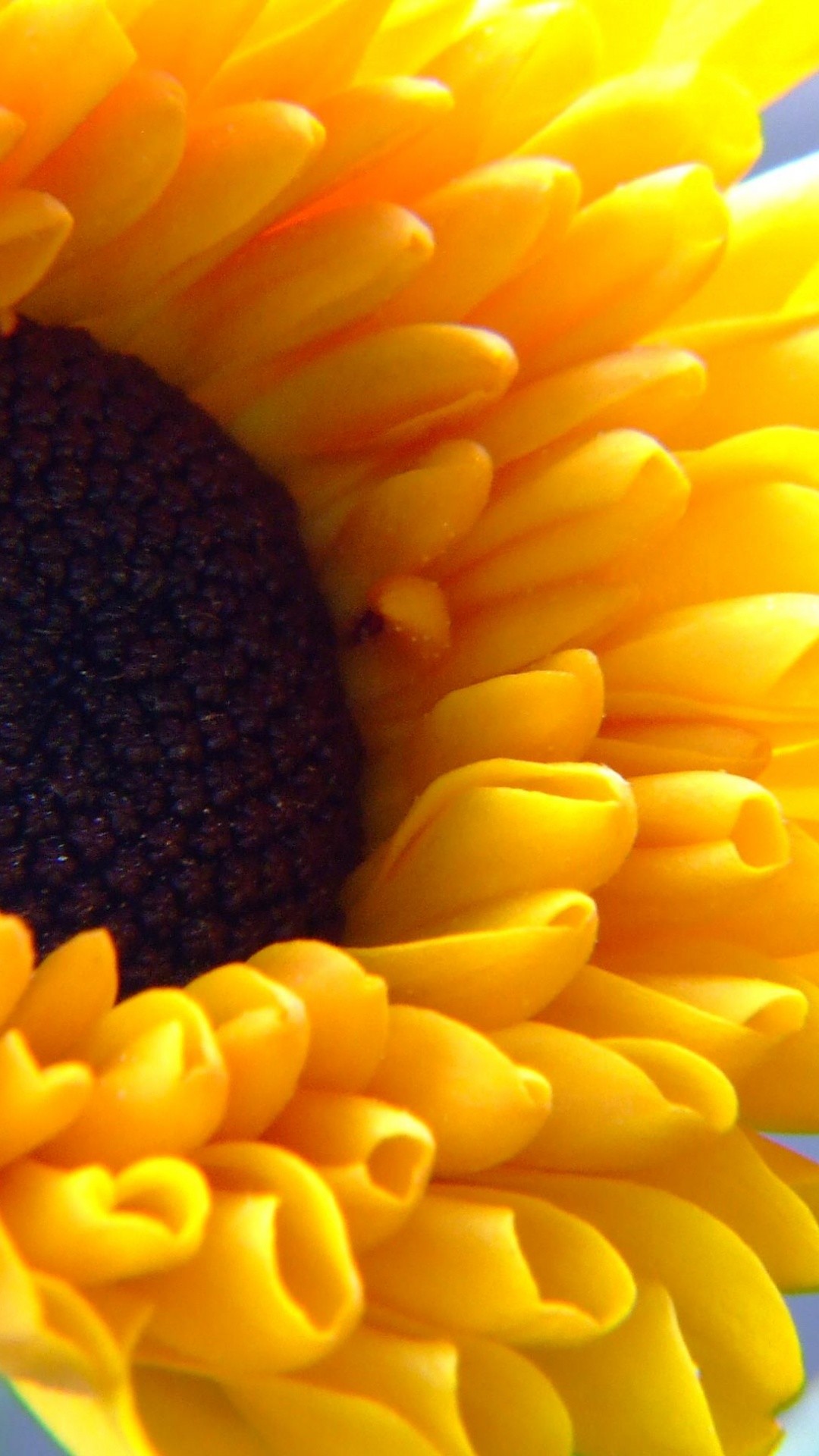 fond d'écran portrait 1080x1920,jaune,orange,macro photographie,fermer,plante