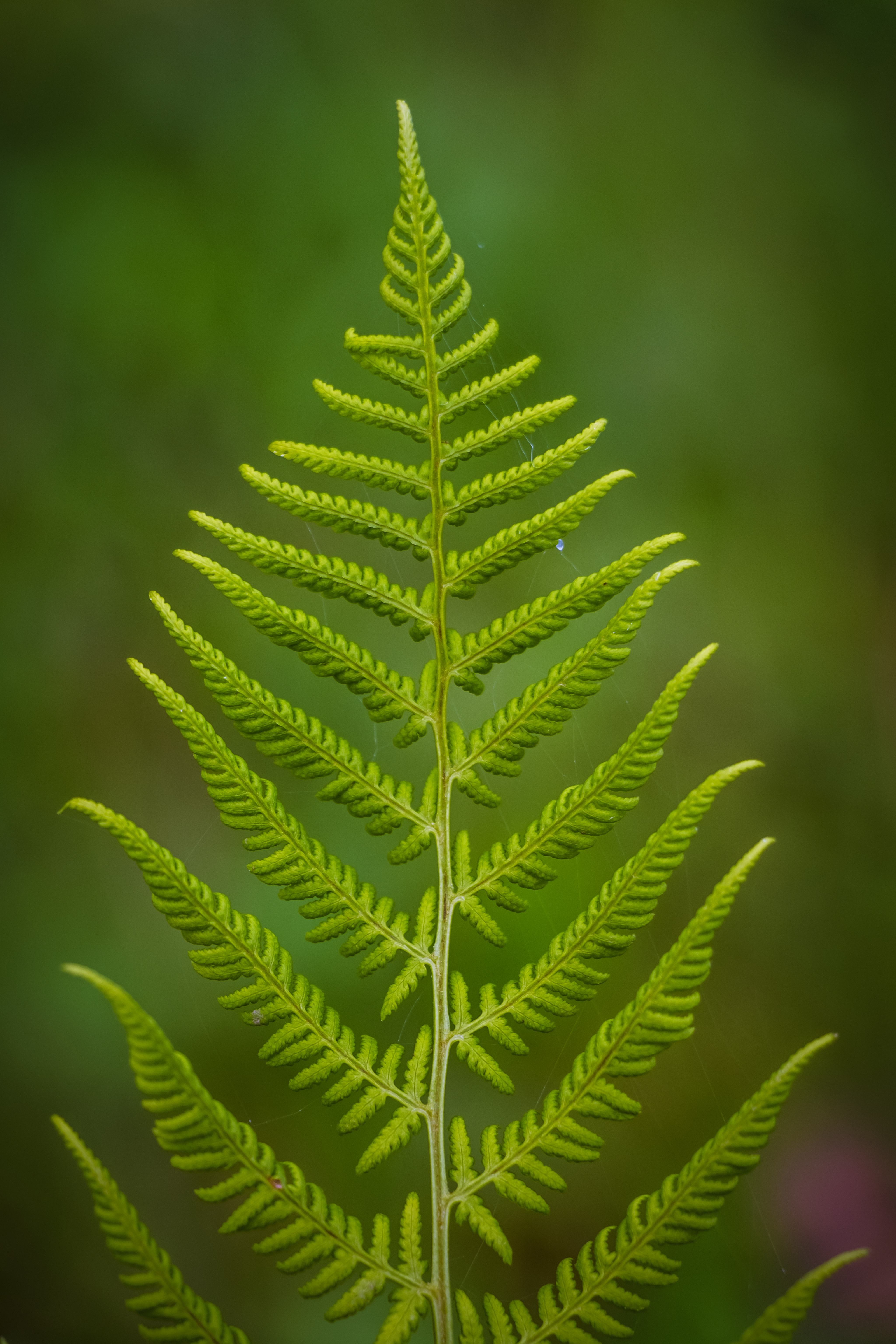 fondos de pantalla verticales de alta resolución,abeto amarillo,planta,hoja,helechos y colas de caballo,helecho