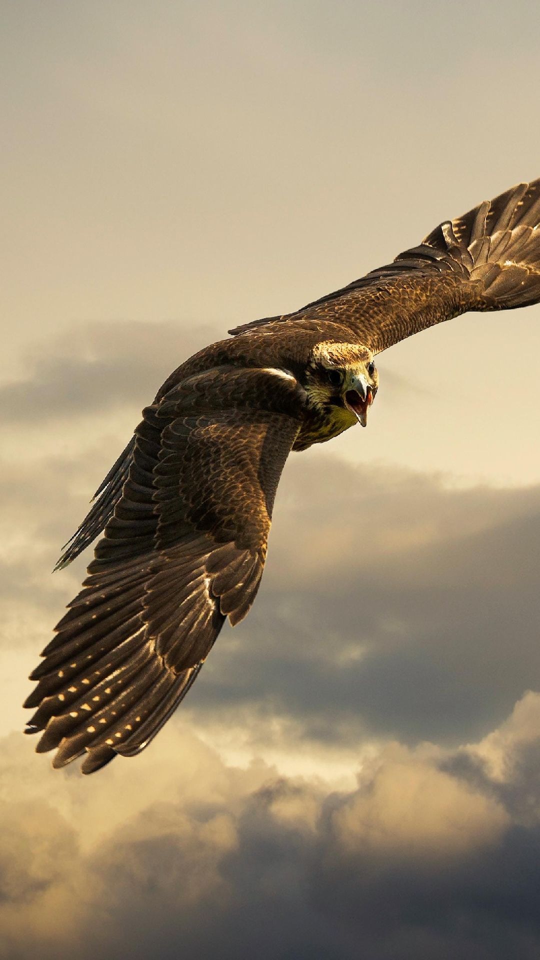 fond d'écran aigles iphone,oiseau de proie,oiseau,aigle,buse,cerf volant