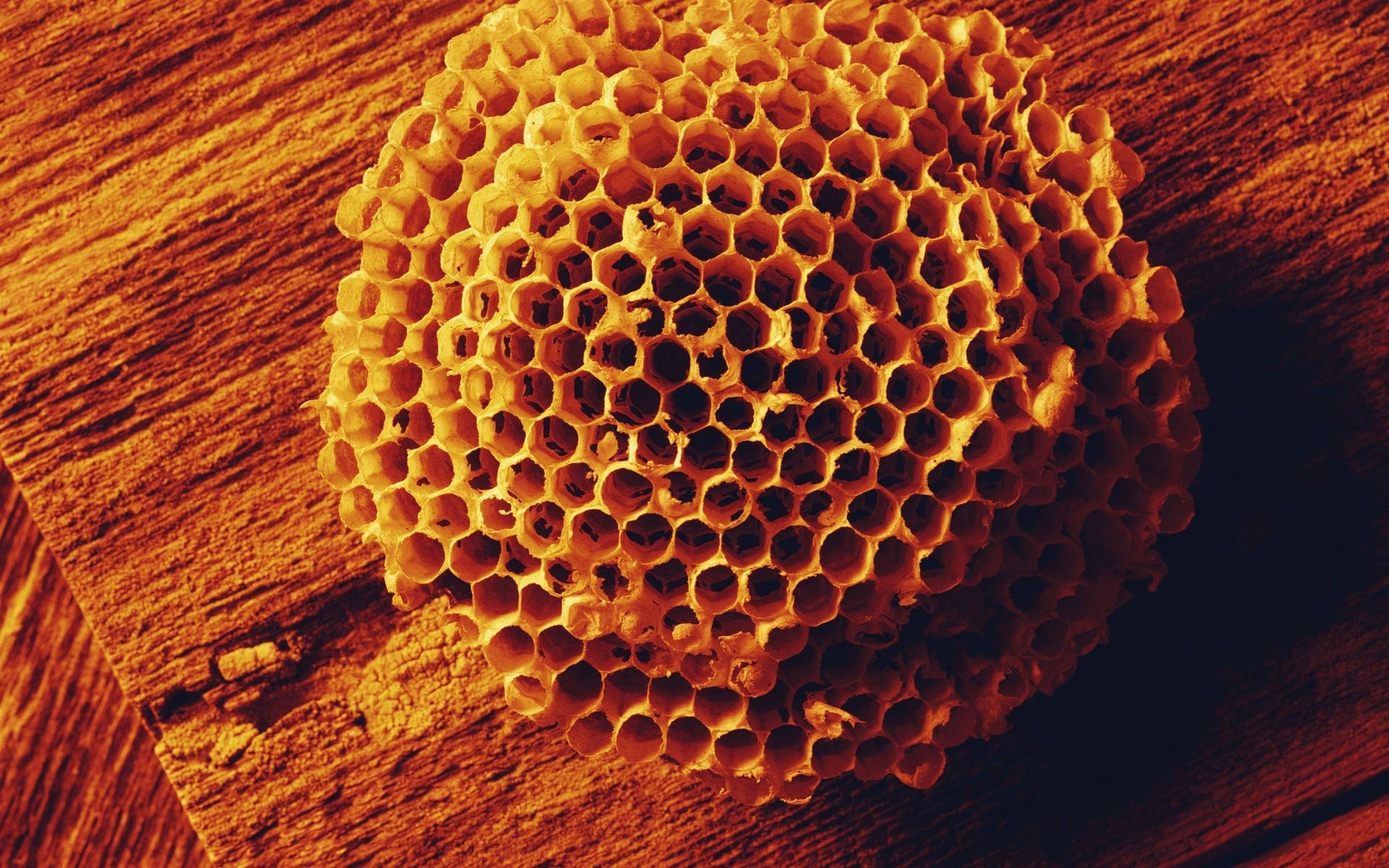 honeycomb wallpaper hd,pattern,beehive,pollen,bee,honeycomb