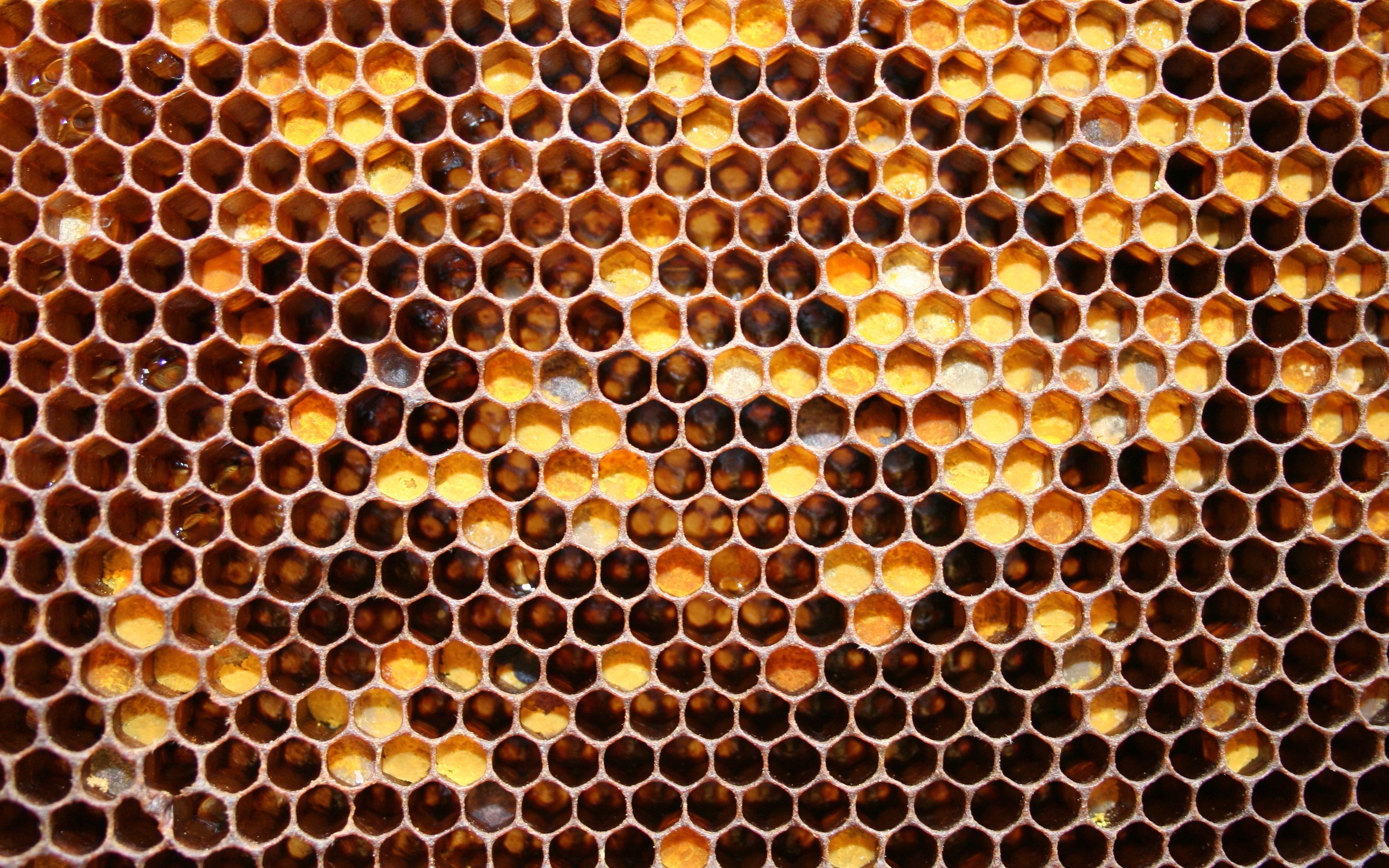 honeycomb wallpaper hd,honeycomb,beehive,pattern,bee,design