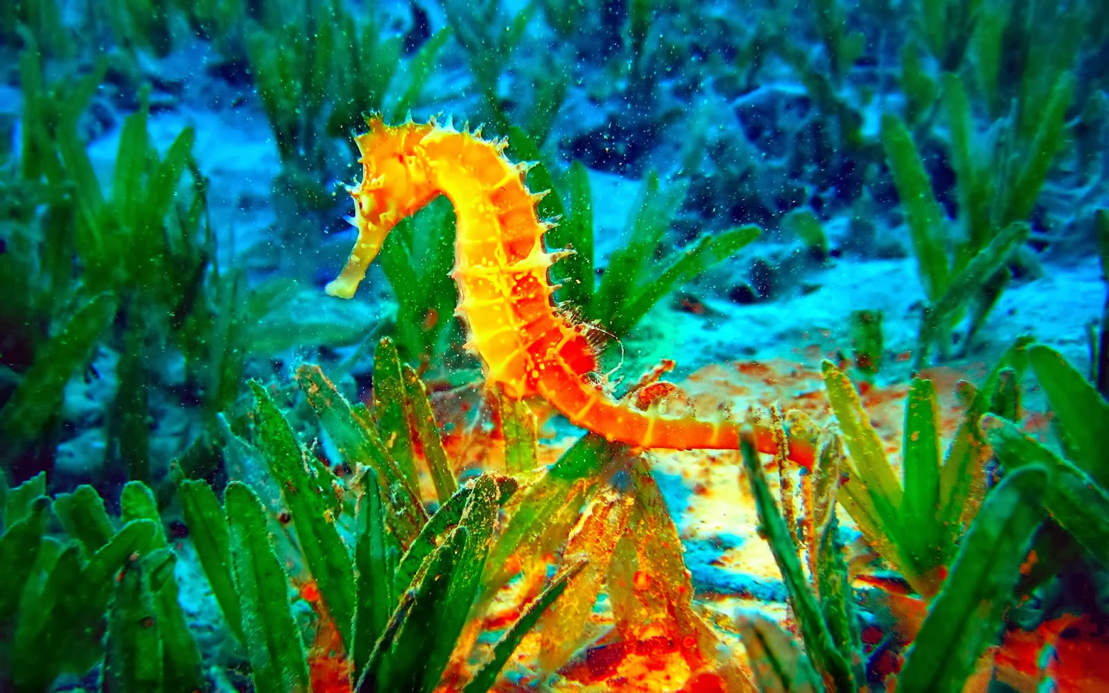 seahorse wallpaper,northern seahorse,seahorse,syngnathiformes,vegetation,fish