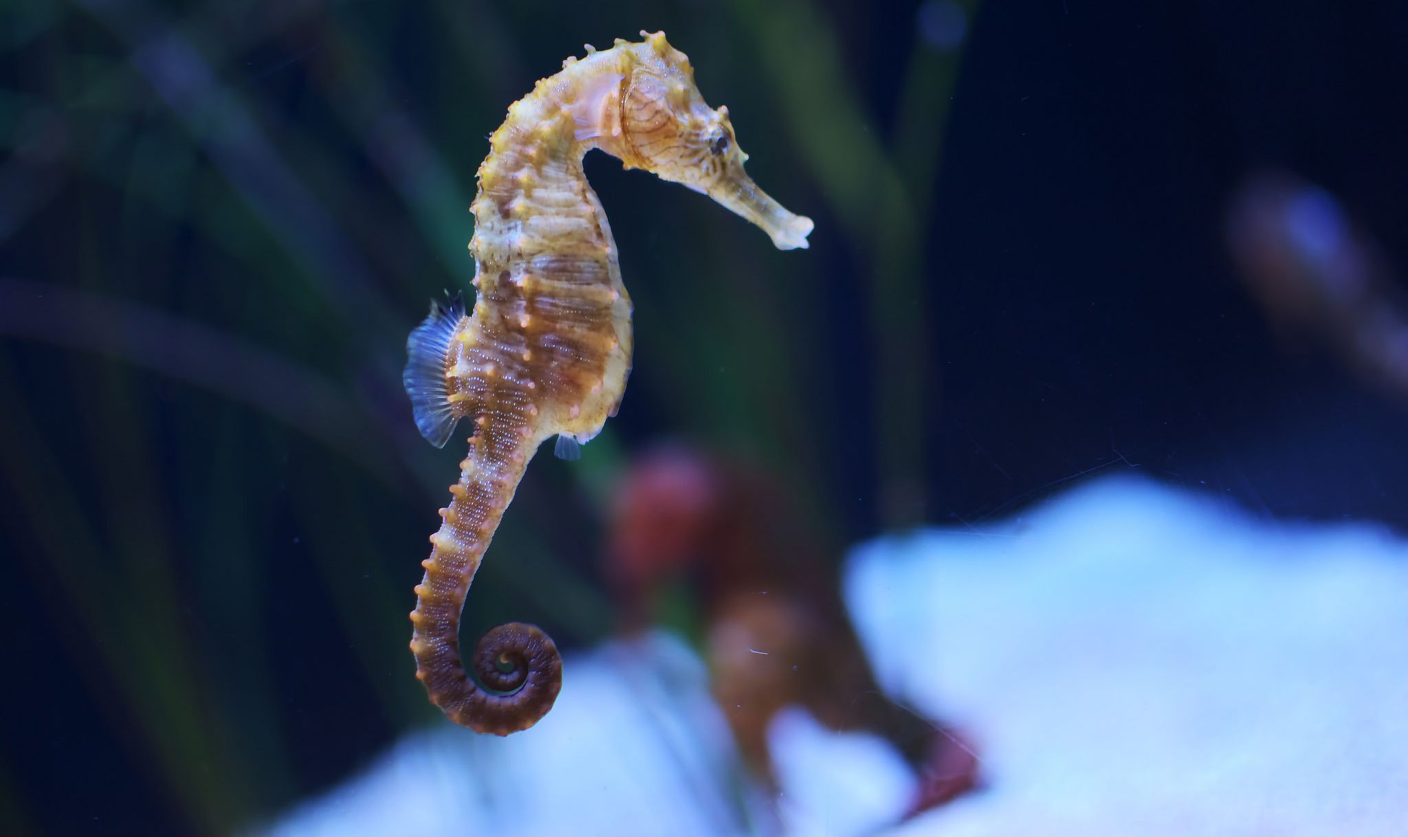 seahorse wallpaper,seahorse,syngnathiformes,northern seahorse,fish,organism