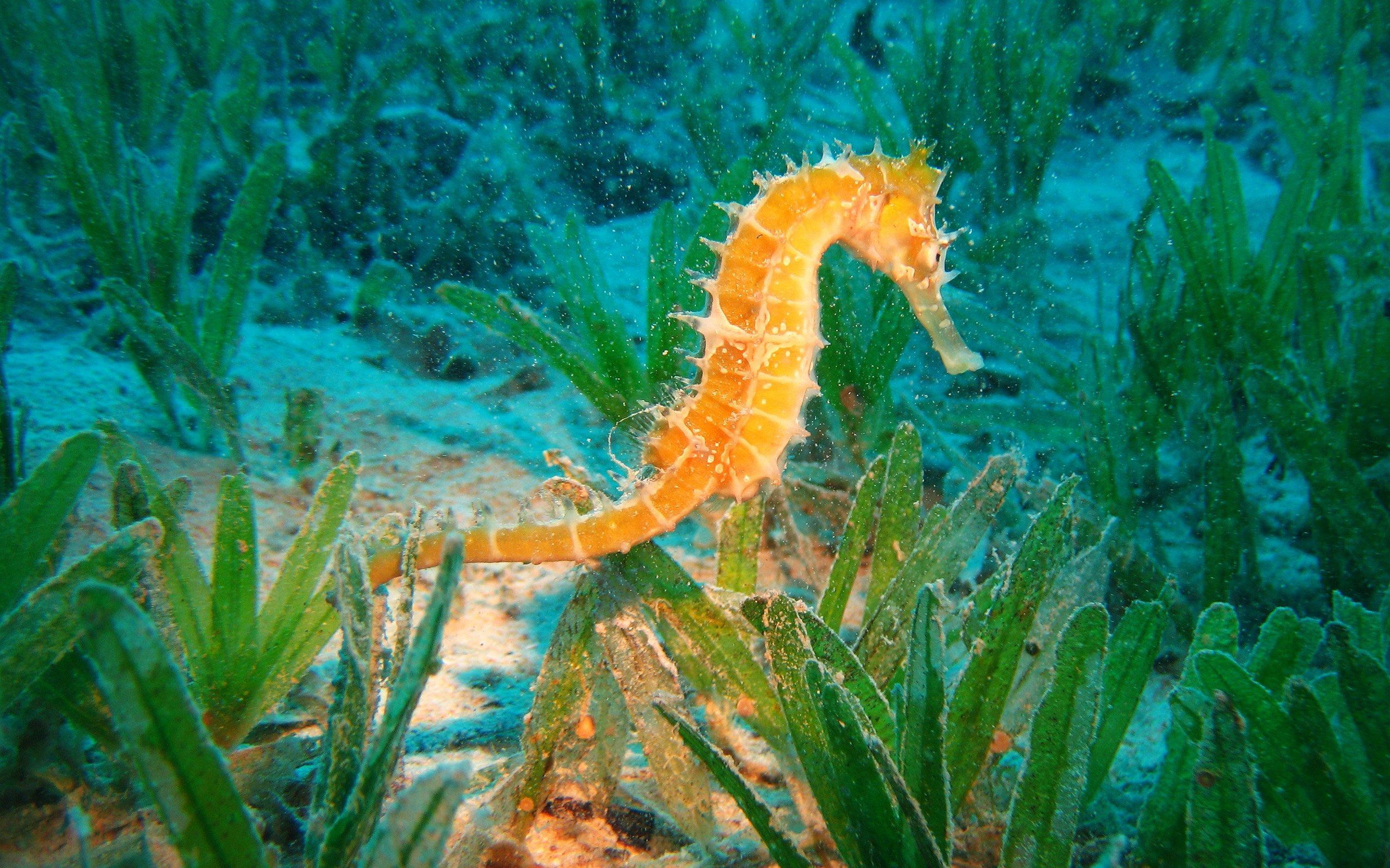 papel pintado de caballito de mar,caballo de mar,syngnathiformes,caballito de mar del norte,pez,submarino