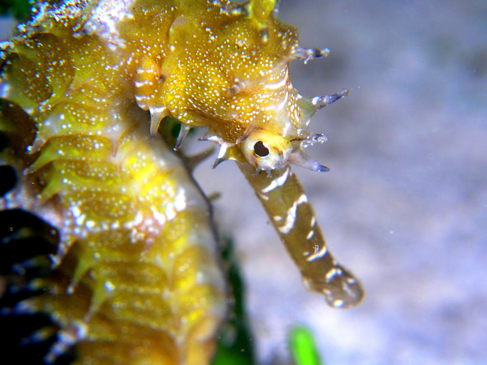 seahorse wallpaper,northern seahorse,marine biology,seahorse,syngnathiformes,organism