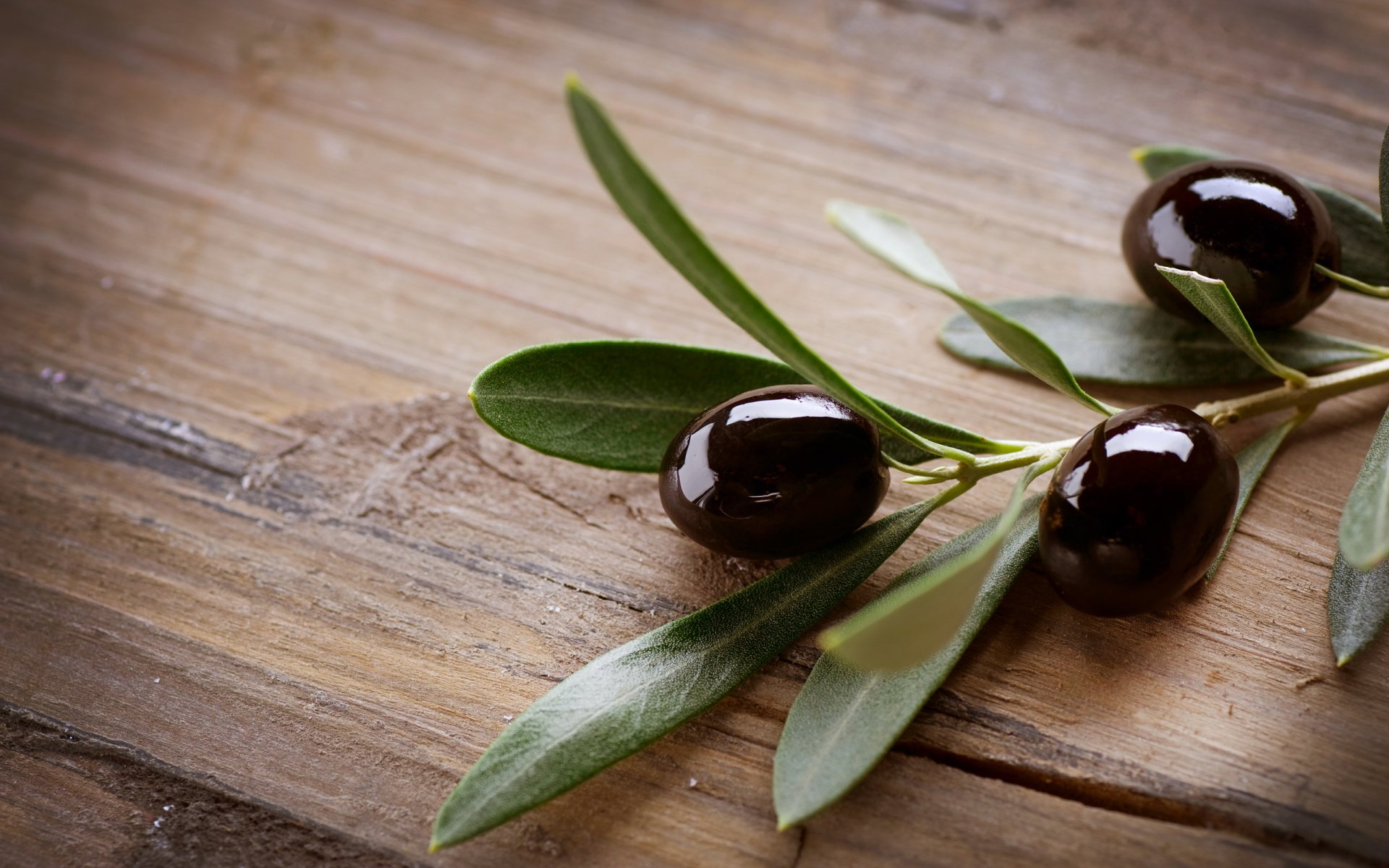 olive wallpaper,olive,plant,tree,flower,fruit