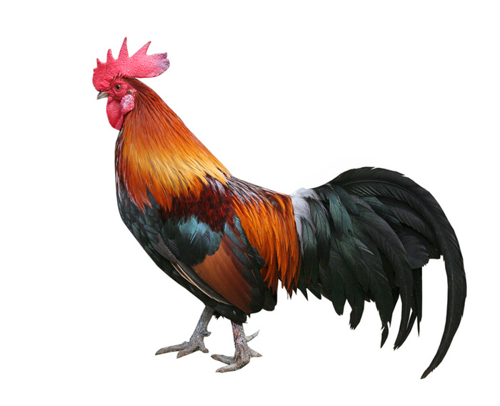 rooster wallpaper,bird,chicken,vertebrate,rooster,fowl