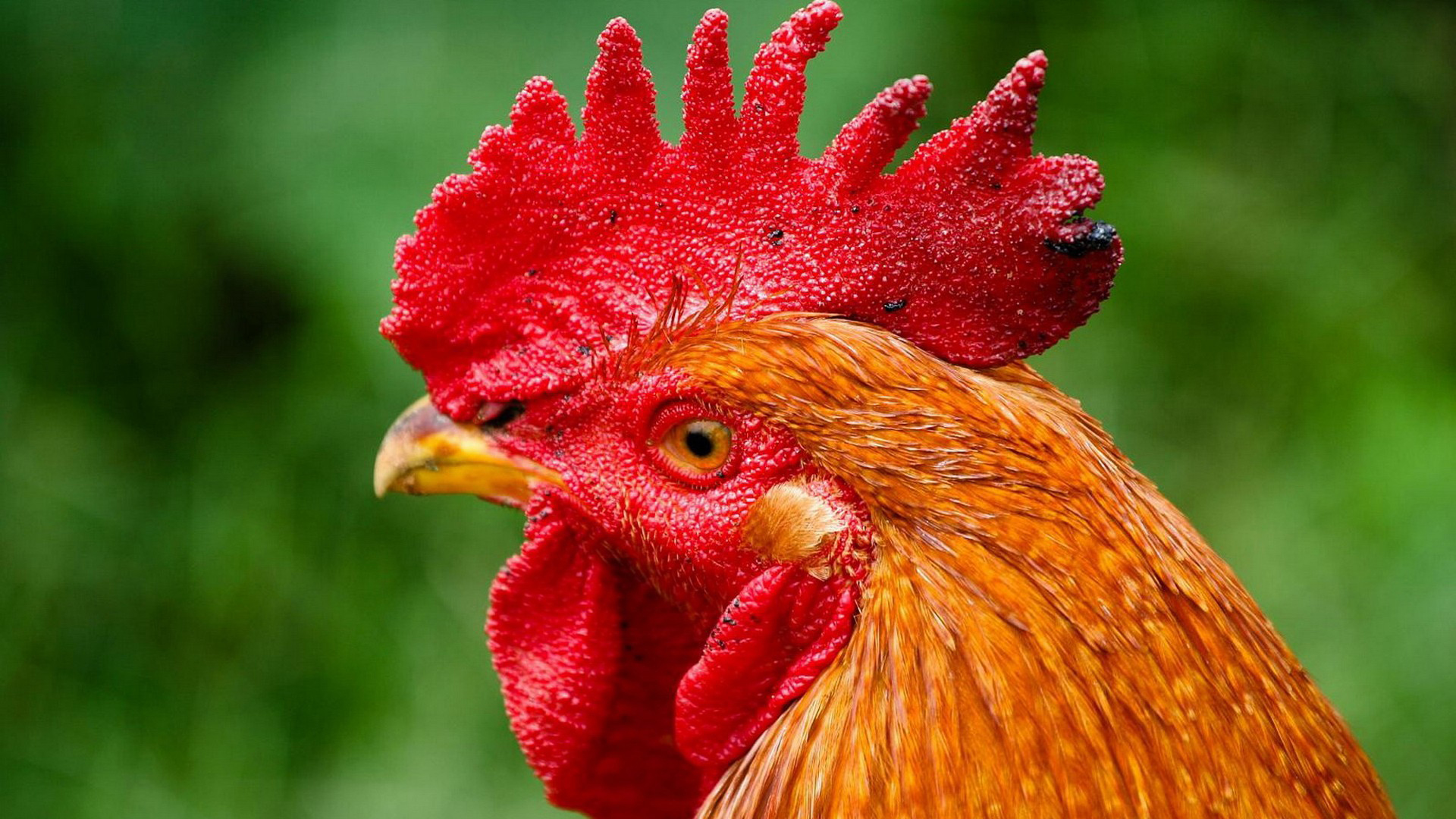 rooster wallpaper,chicken,bird,beak,rooster,comb