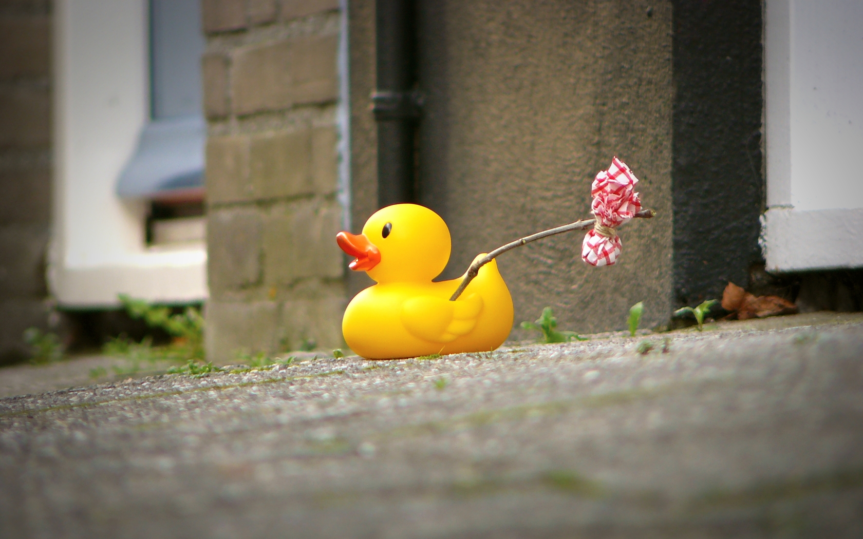 papel pintado de pato de goma,amarillo,patito de goma,pájaro,pato,juguete