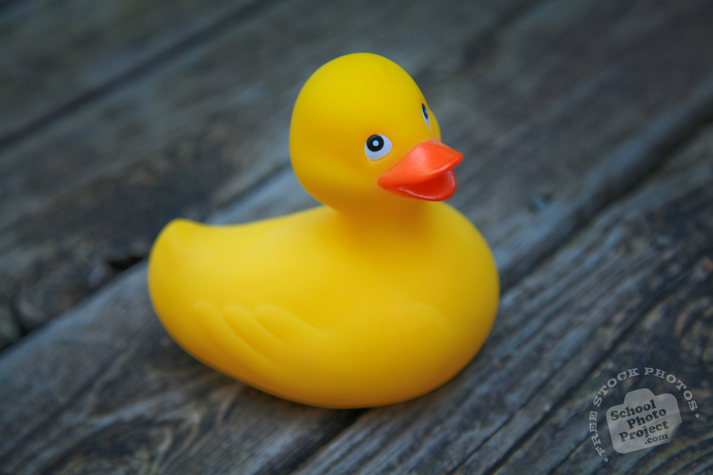 papel pintado de pato de goma,pato,patito de goma,juguete,amarillo
