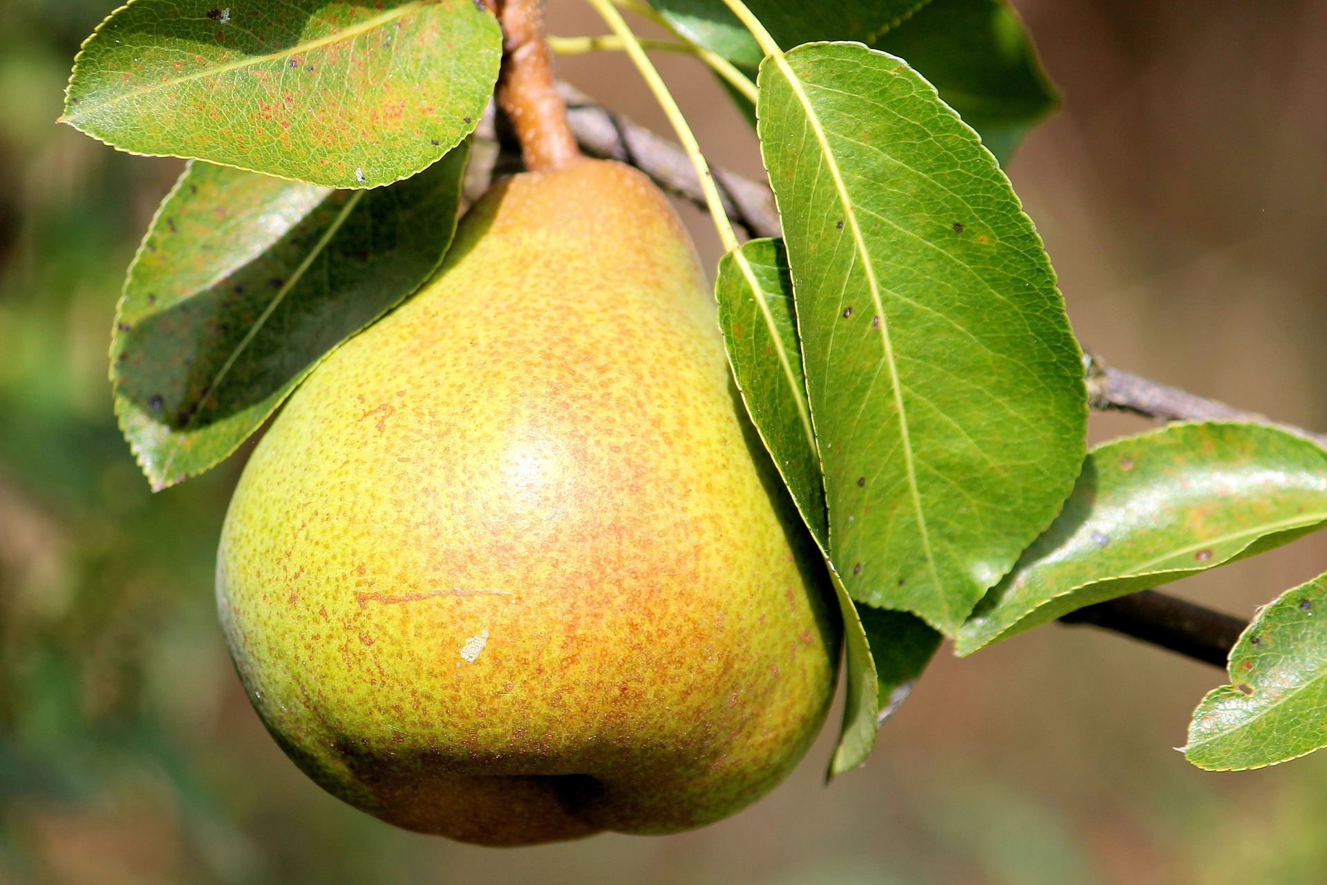 pear wallpaper,fruit tree,pear,pear,tree,plant