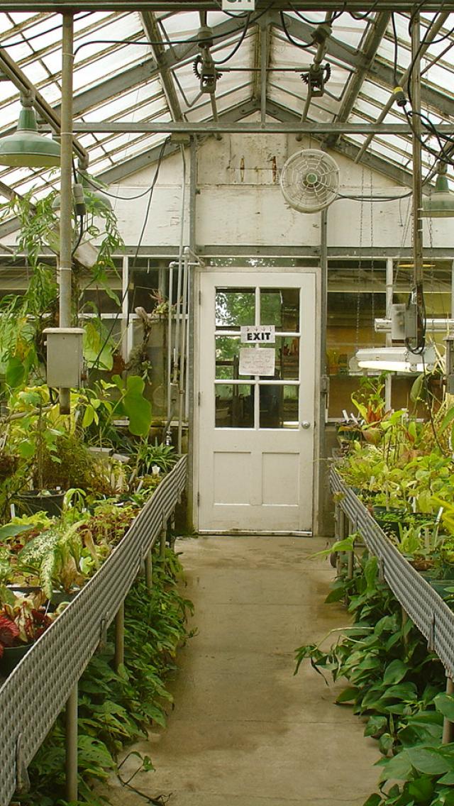 温室の壁紙,温室,植物園,建物,屋外の構造,庭園