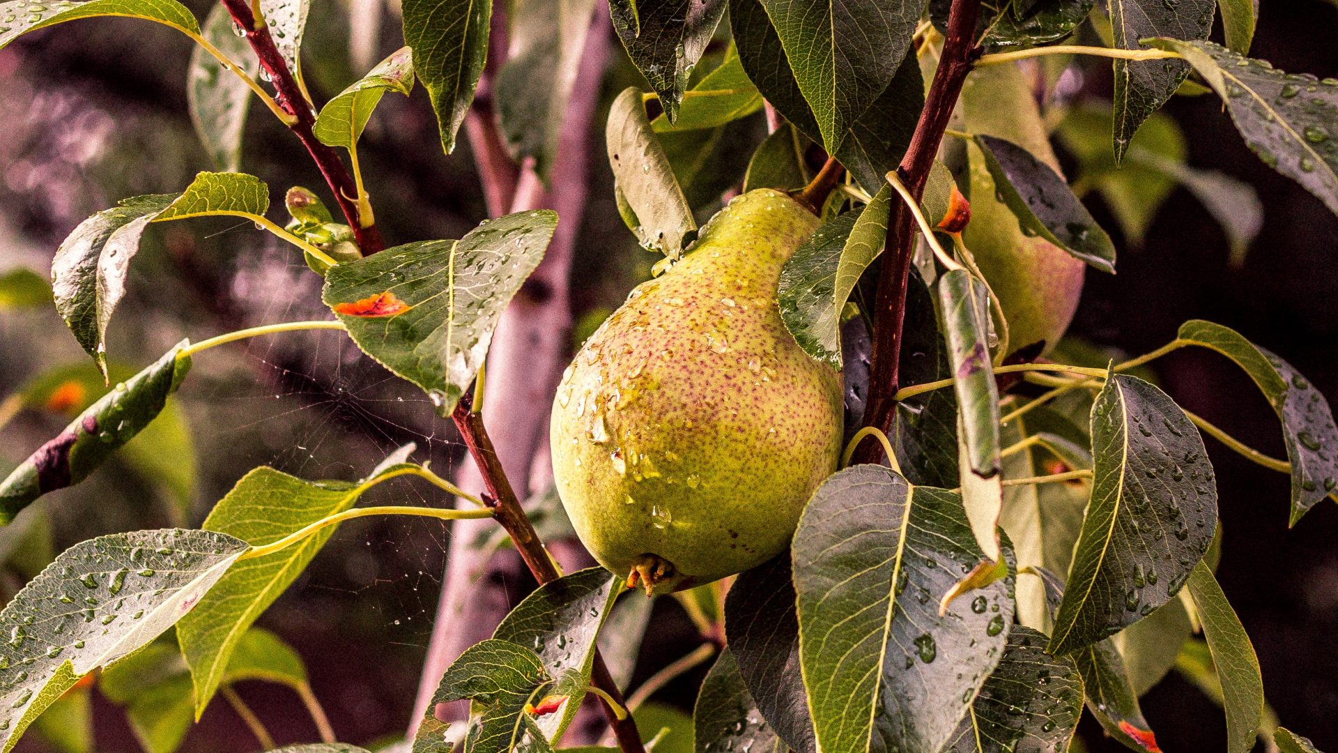 pear wallpaper,fruit tree,tree,plant,leaf,pear