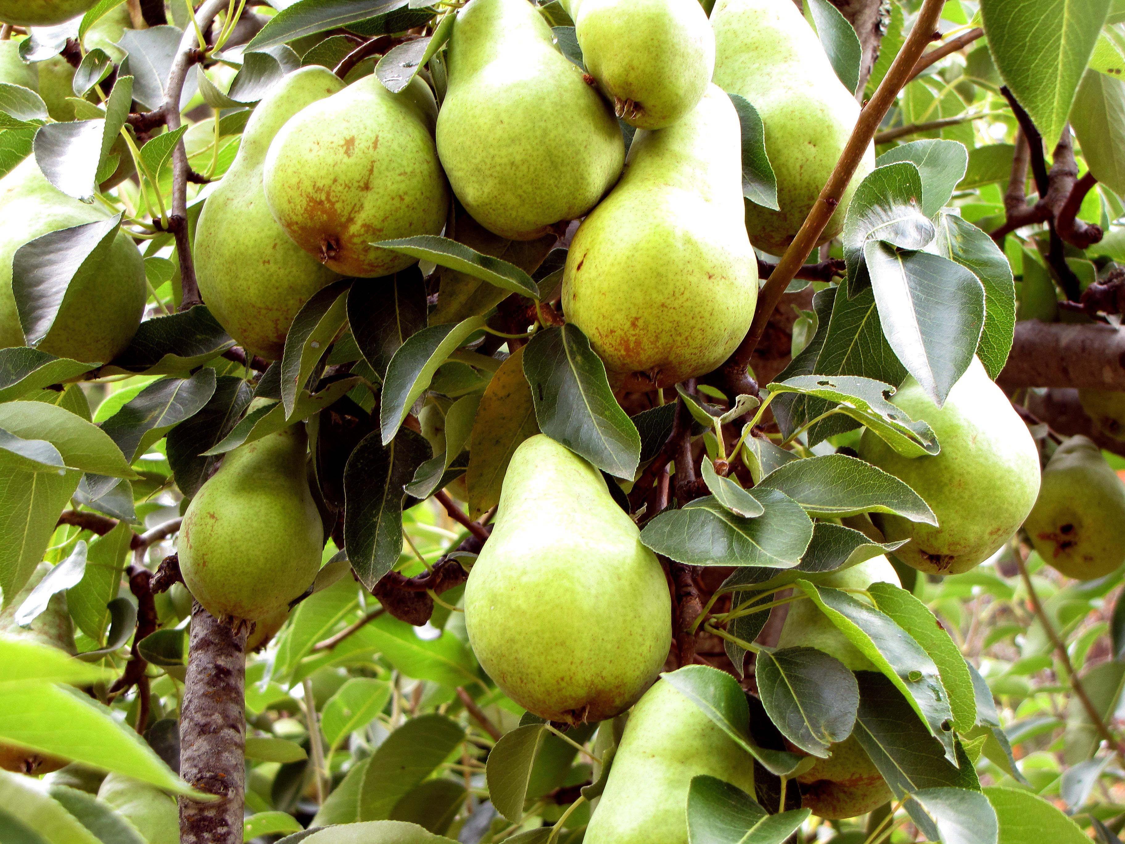 Fruit Bearing Trees Examples- WallpaperUse