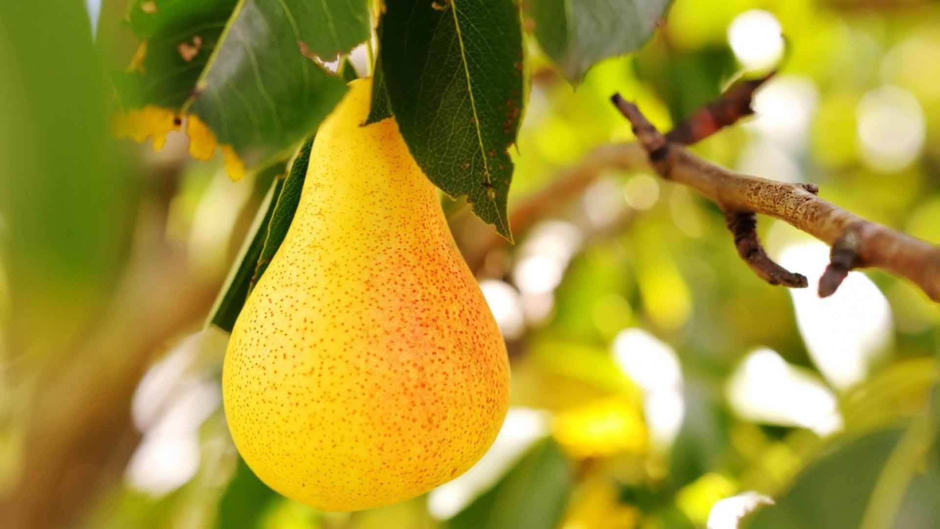 papier peint poire,arbre fruitier,arbre,poire,poire,plante