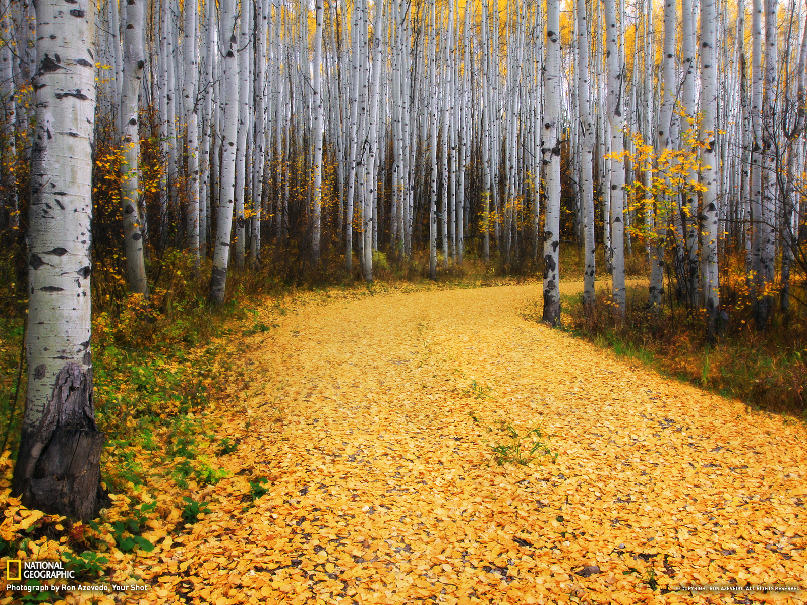 carta da parati albero aspen,albero,paesaggio naturale,natura,foresta di latifoglie nordiche,foresta