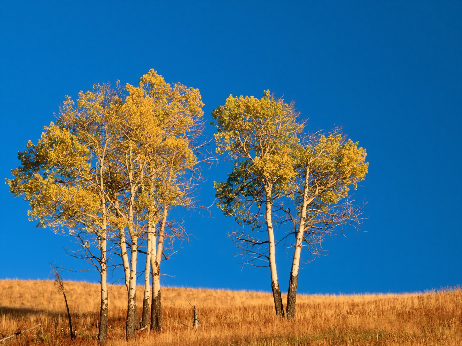 carta da parati albero aspen,albero,paesaggio naturale,natura,cielo,savana