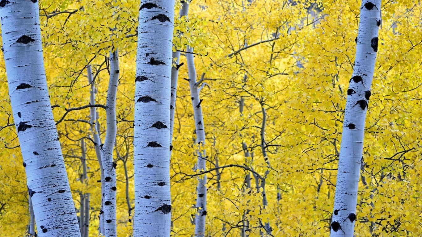 fond d'écran tremble,arbre,bouleau canot,bouleau doux,bouleau,jaune