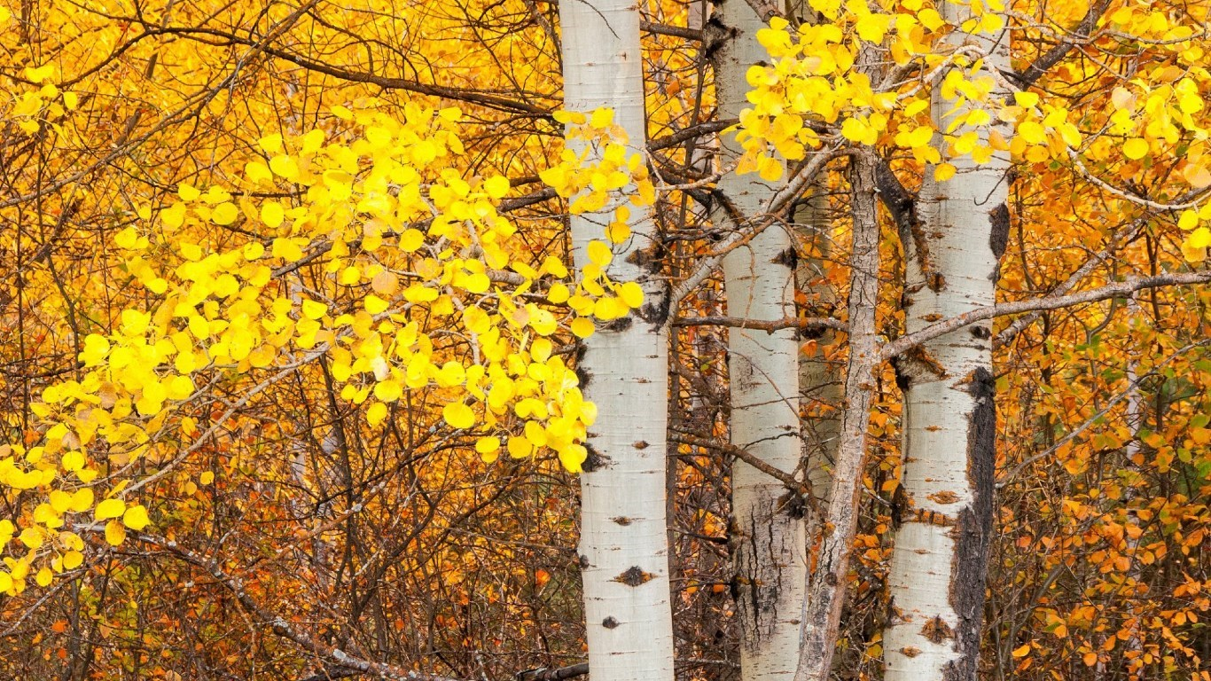 aspen tree wallpaper,tree,canoe birch,american aspen,nature,birch