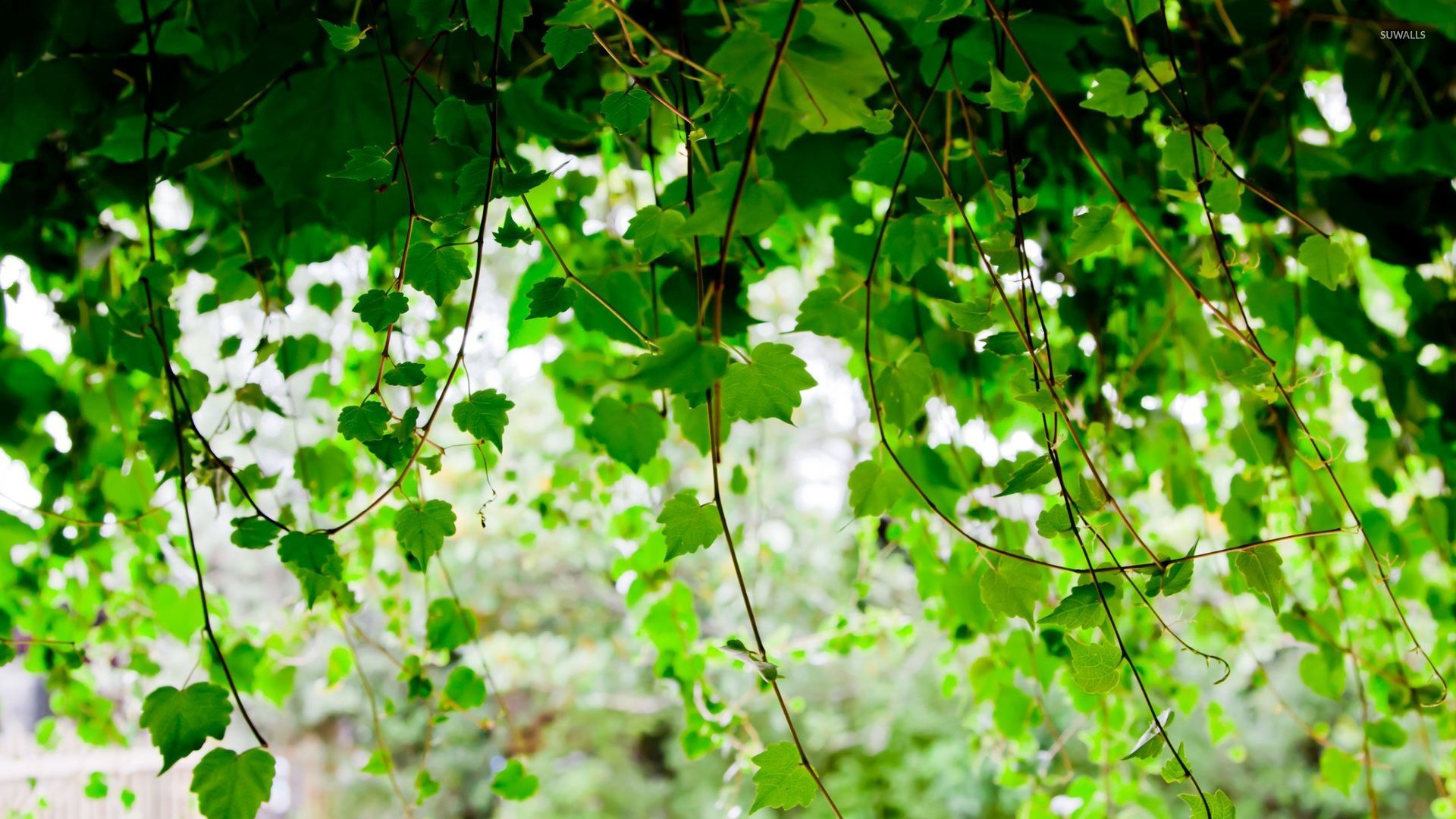 vine wallpaper,green,leaf,vegetation,tree,plant