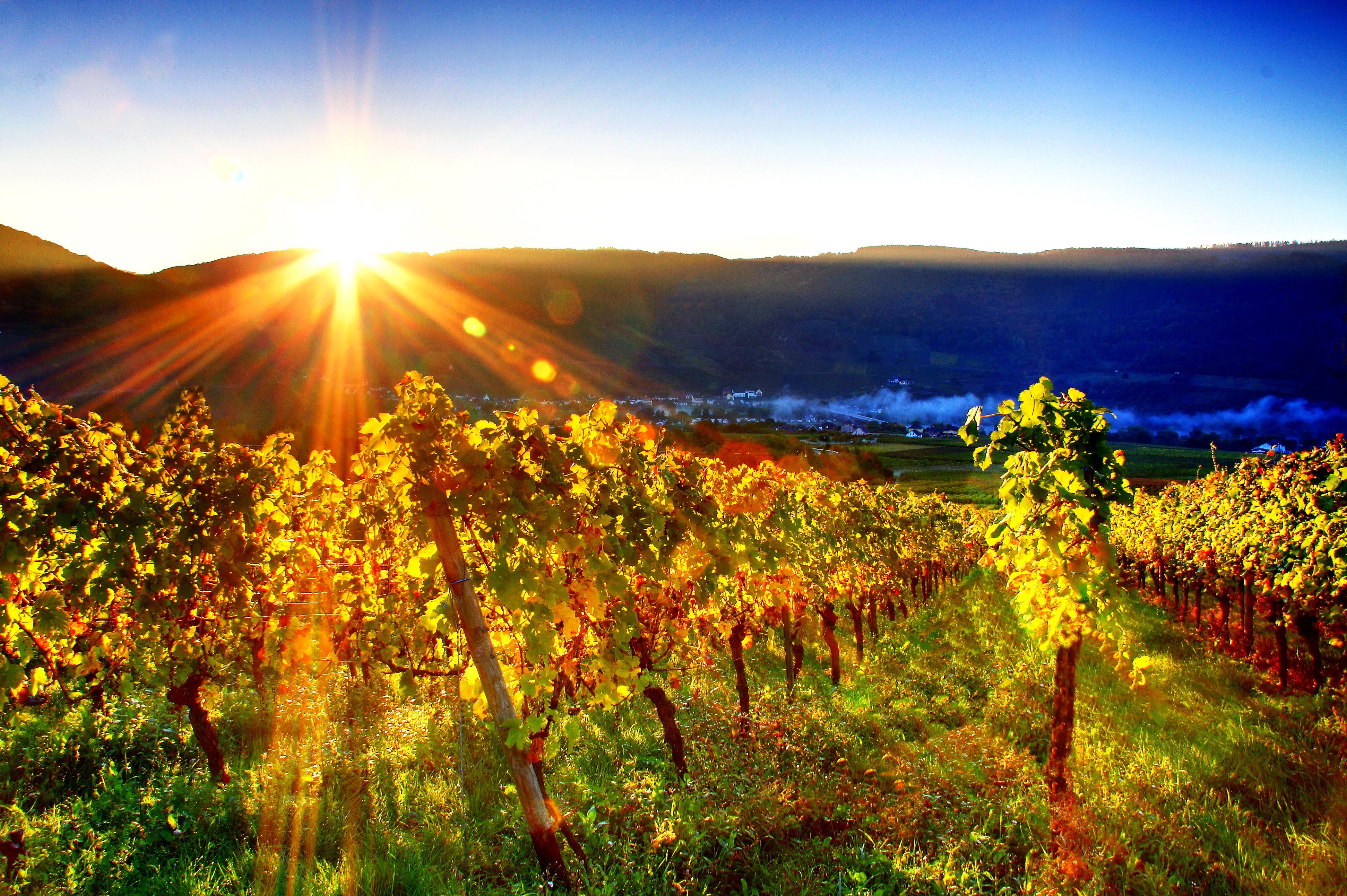 vineyard wallpaper,nature,natural landscape,sky,light,sunlight (#839775