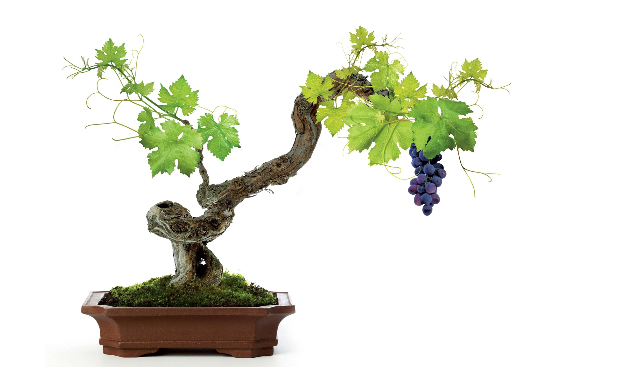 vine wallpaper,plant,flowerpot,houseplant,tree,bonsai