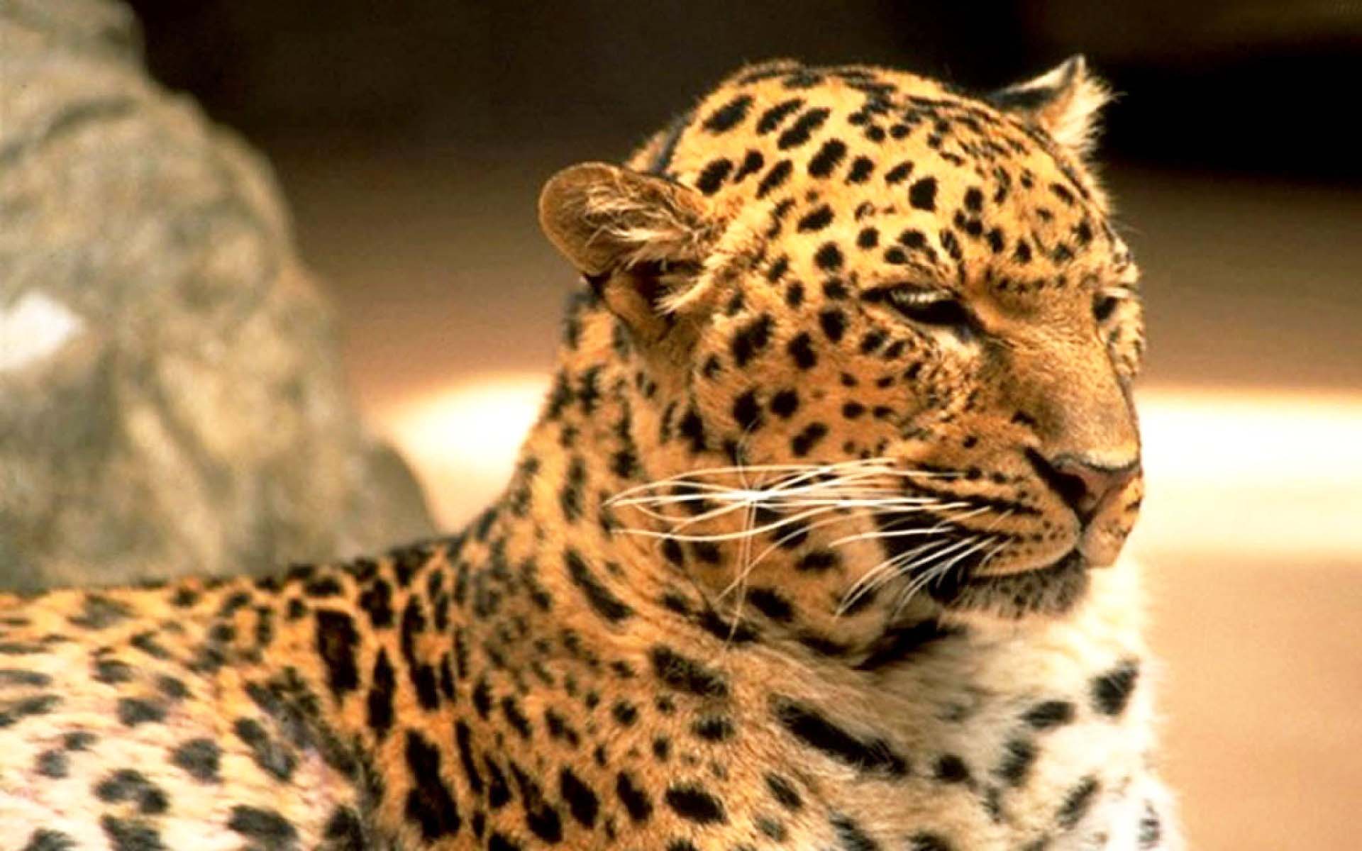 schließfach tapete billig,landtier,tierwelt,leopard,jaguar,felidae