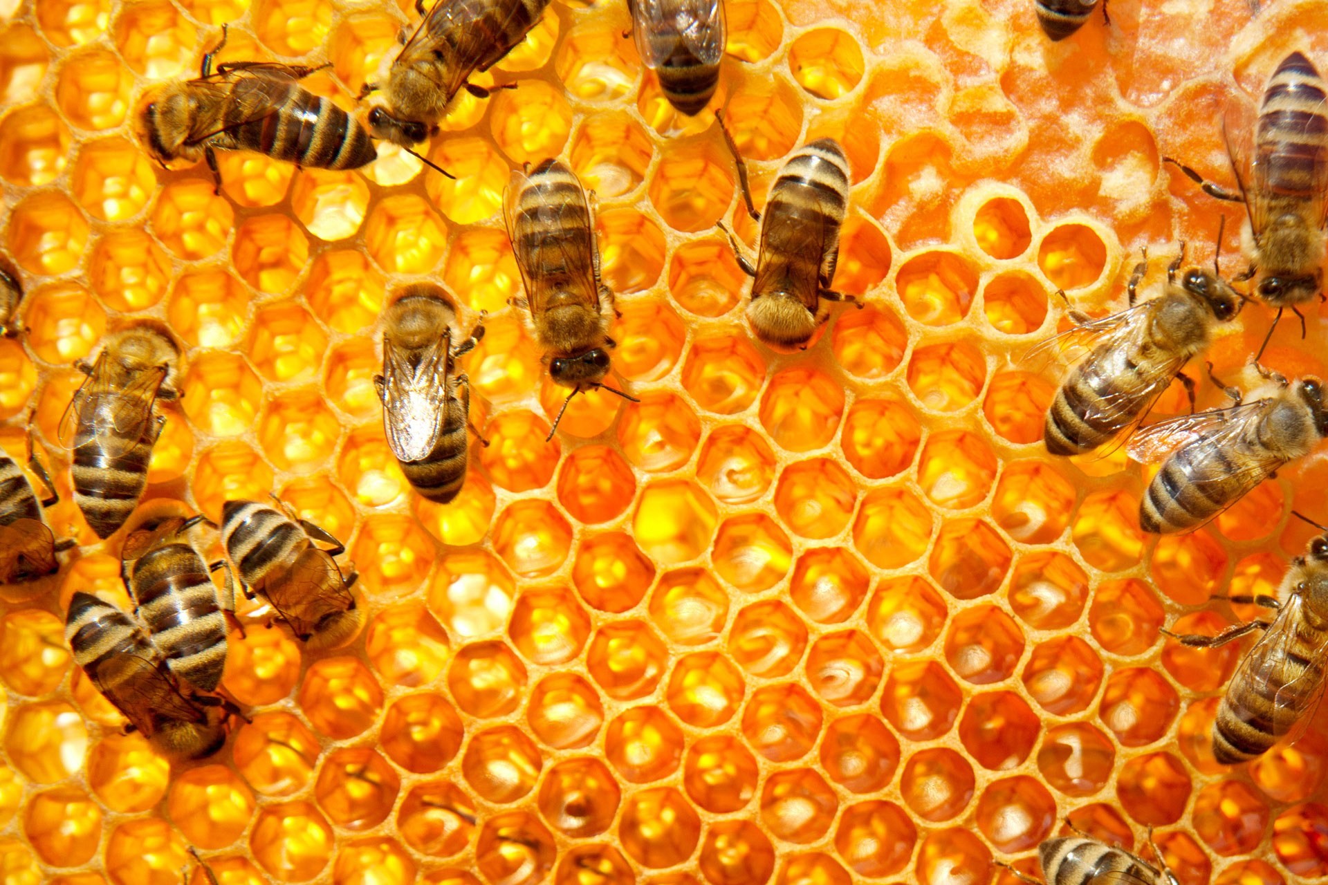 honigtapete,biene,bienenwabe,honigbiene,insekt,bienenstock