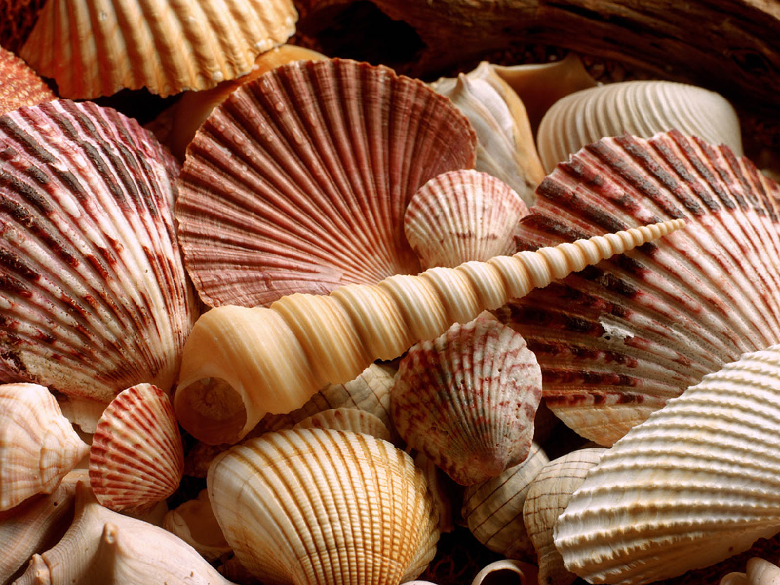 shell wallpaper,shell,cockle,clam,bivalve,molluscs