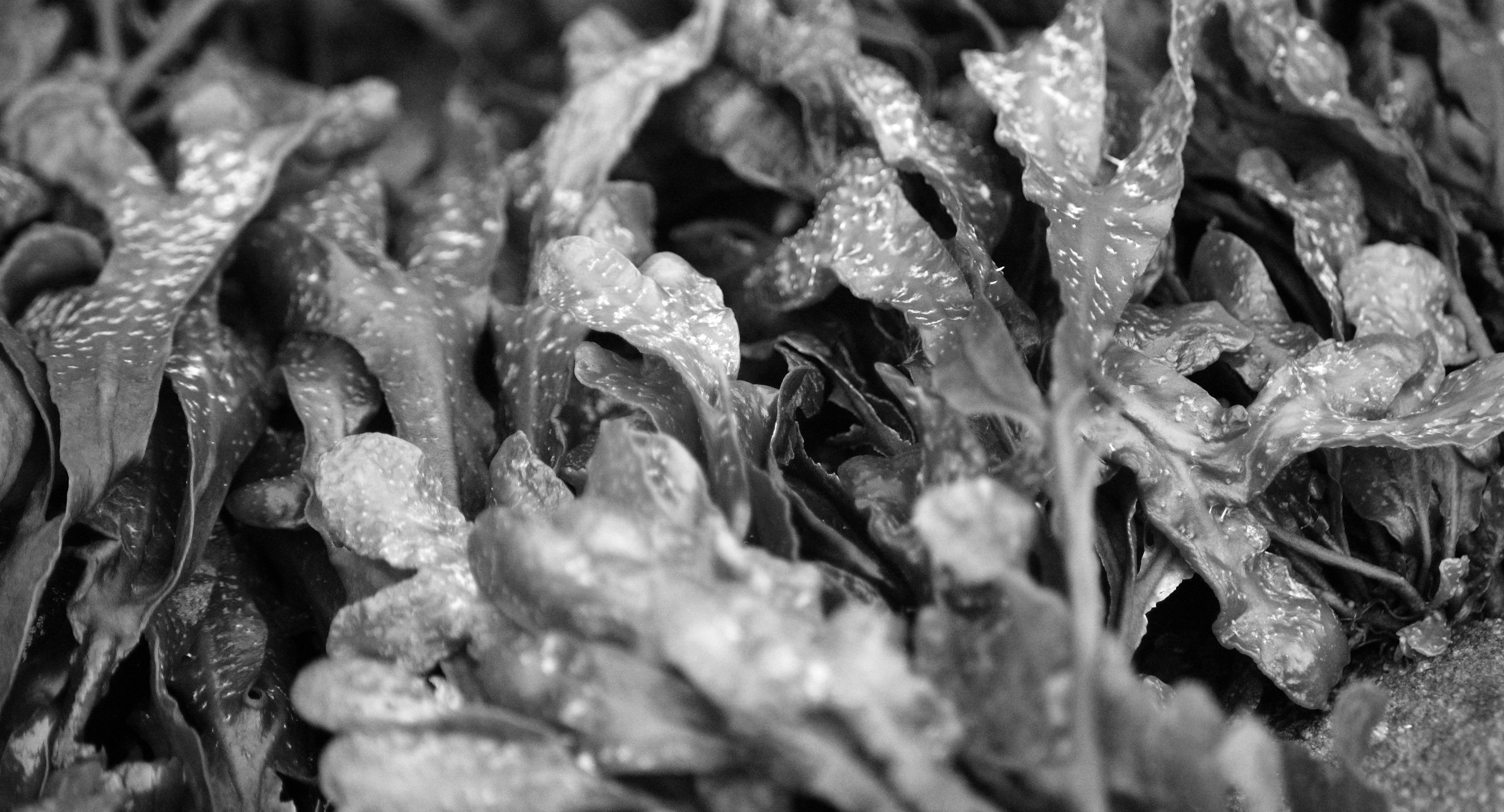carta da parati alghe,fotografia in bianco e nero,bianco e nero,fotografia,monocromatico,pianta