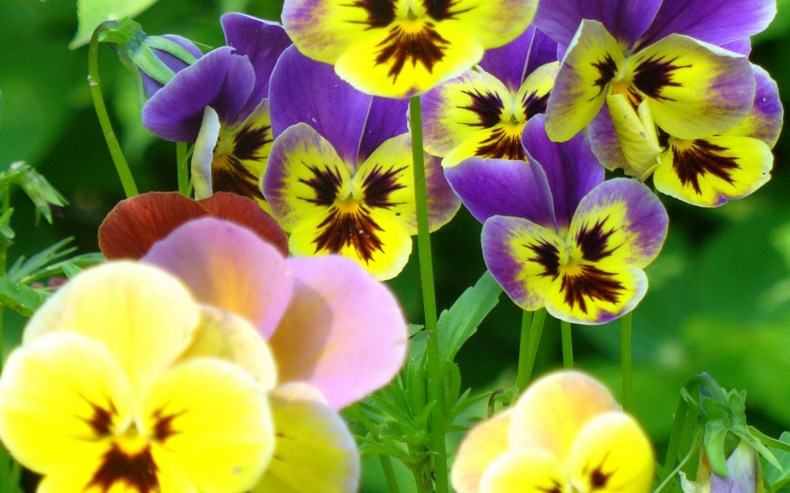 pansy wallpaper,flower,flowering plant,wild pansy,petal,pansy