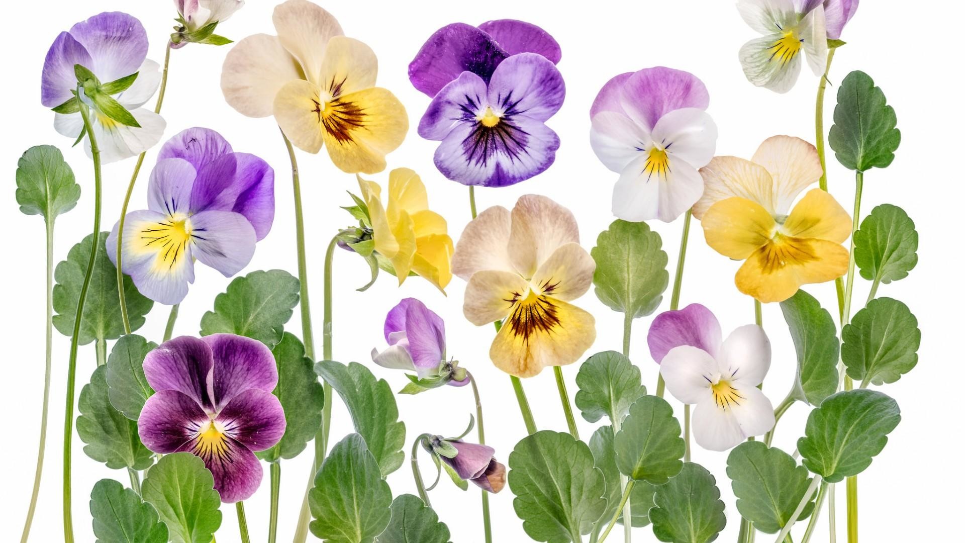 pansy wallpaper,flower,flowering plant,wild pansy,plant,pansy