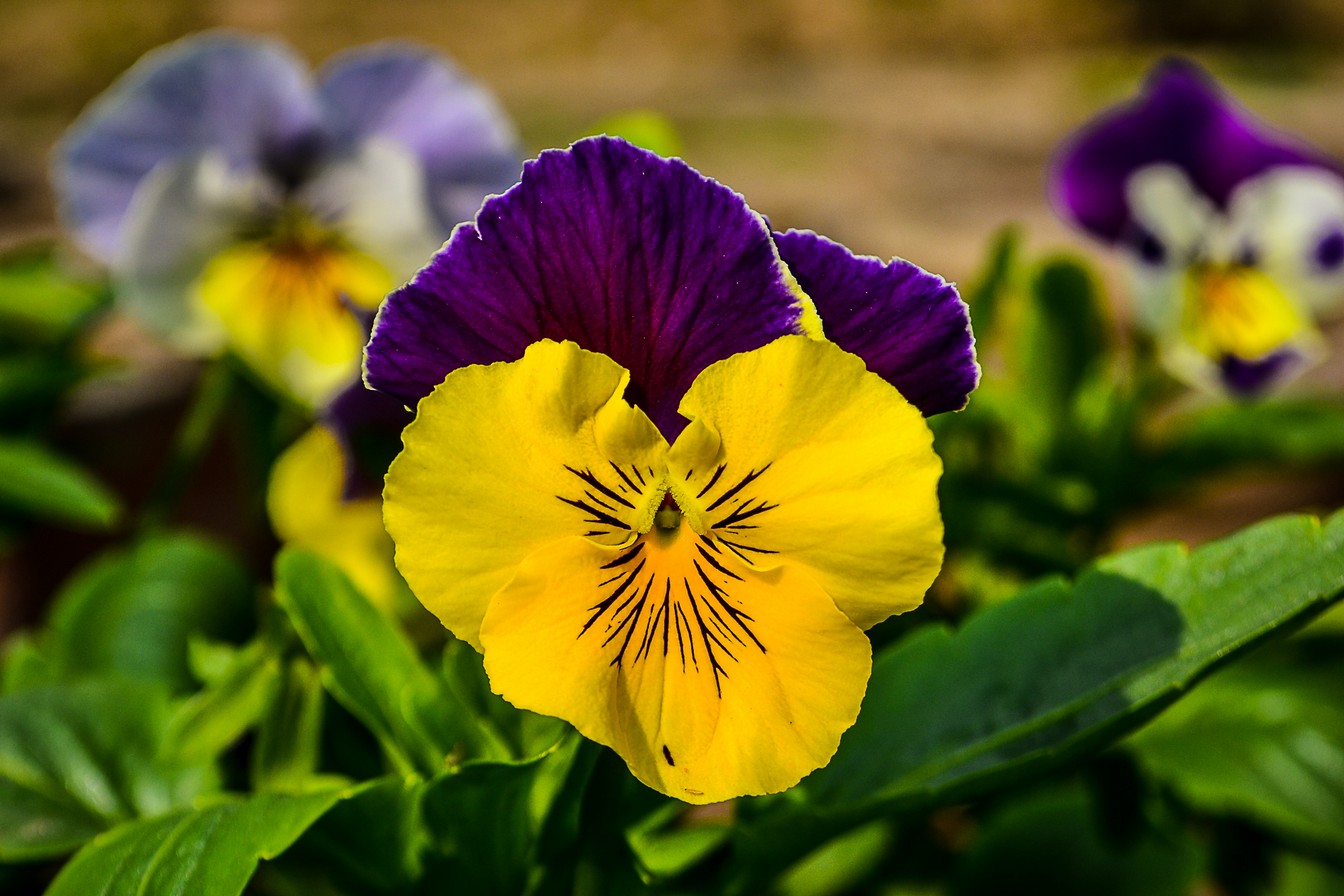 carta da parati viola del pensiero,fiore,pianta fiorita,viola del pensiero,petalo,pianta