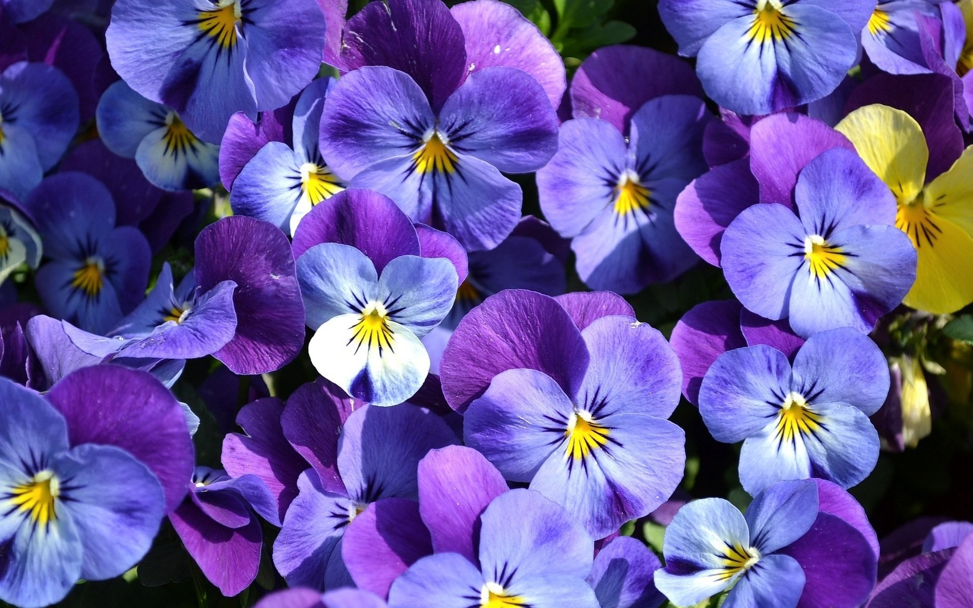 pansy wallpaper,flower,flowering plant,wild pansy,purple,plant (#840259