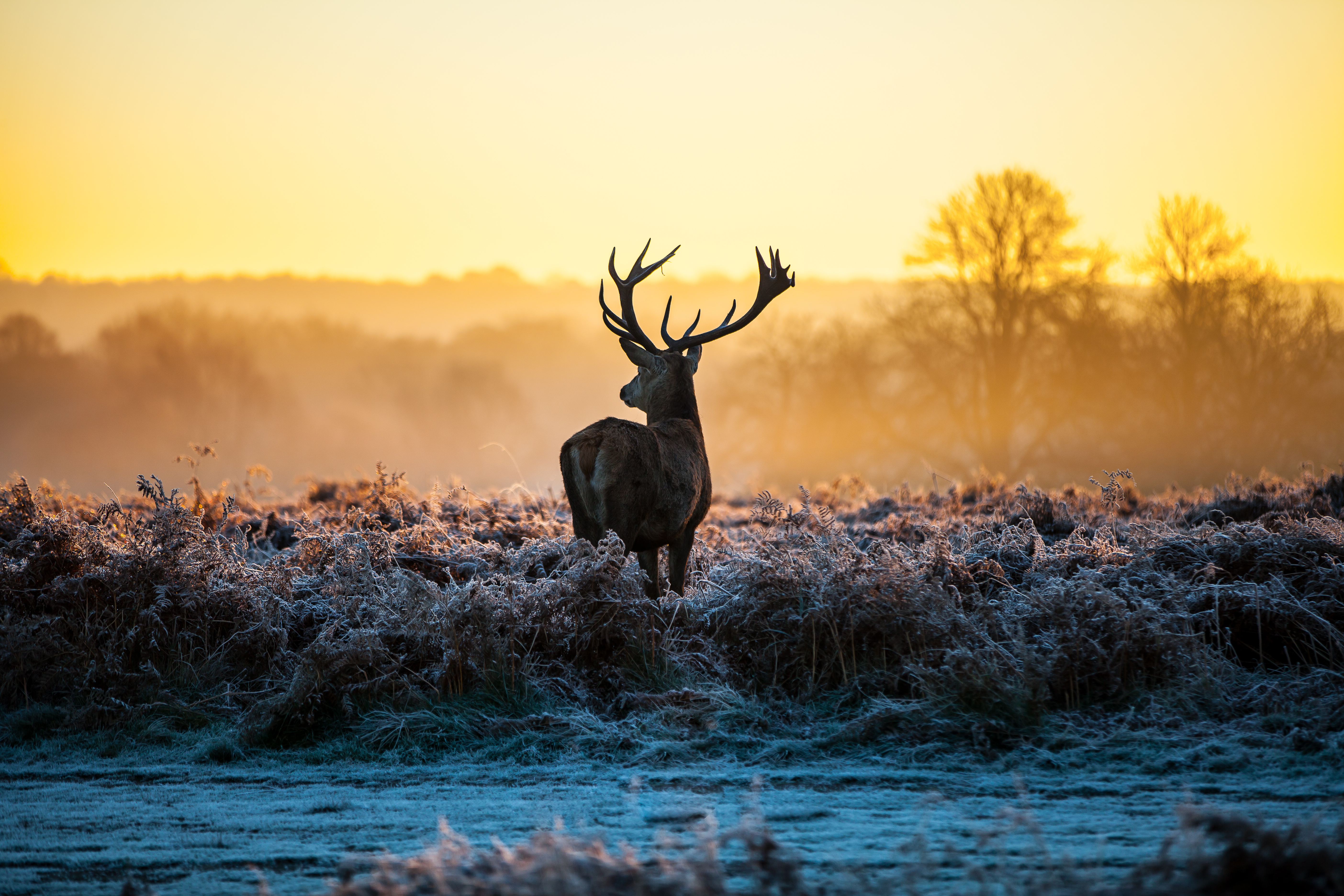 deer wallpaper for walls,wildlife,sky,elk,atmospheric phenomenon,morning