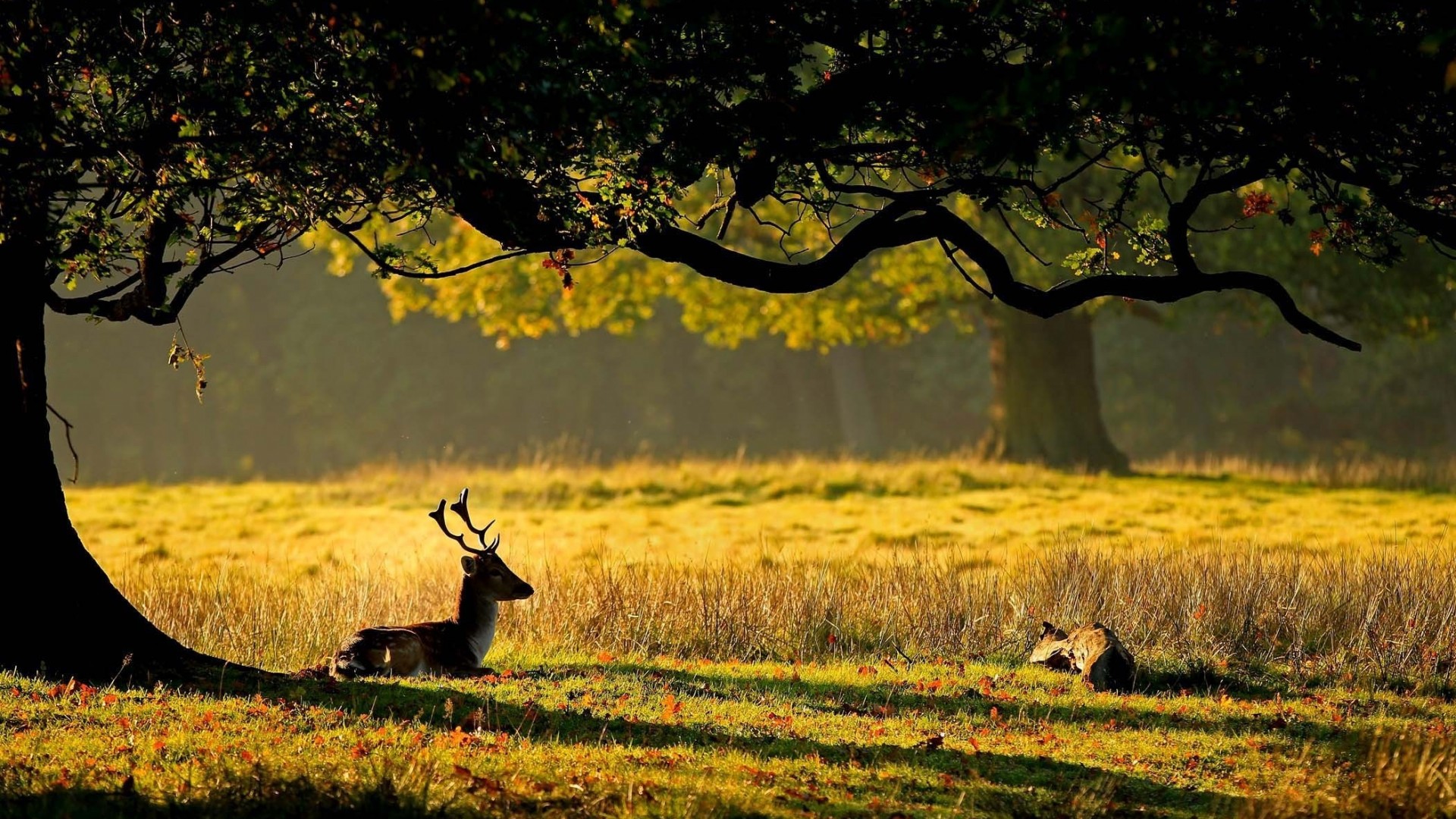 deer wallpaper for walls,wildlife,nature,natural landscape,tree,grass