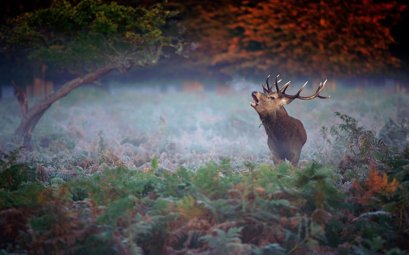 hirschtapete für wände,natur,tierwelt,hirsch,morgen,himmel