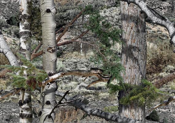 mossy oak wallpaper,tree,woody plant,plant,trunk,canoe birch