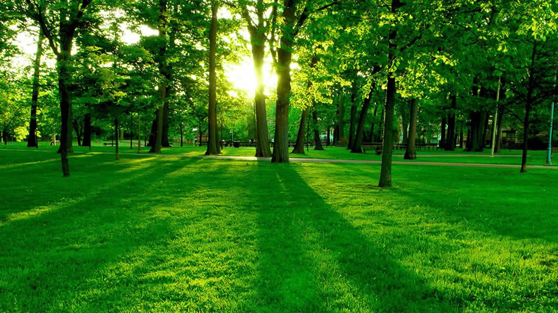 1900x1200 fondo de pantalla hd,verde,paisaje natural,naturaleza,árbol,césped