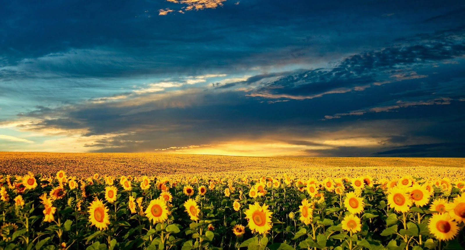 fonds d'écran incroyables 1080p,ciel,la nature,tournesol,champ,fleur