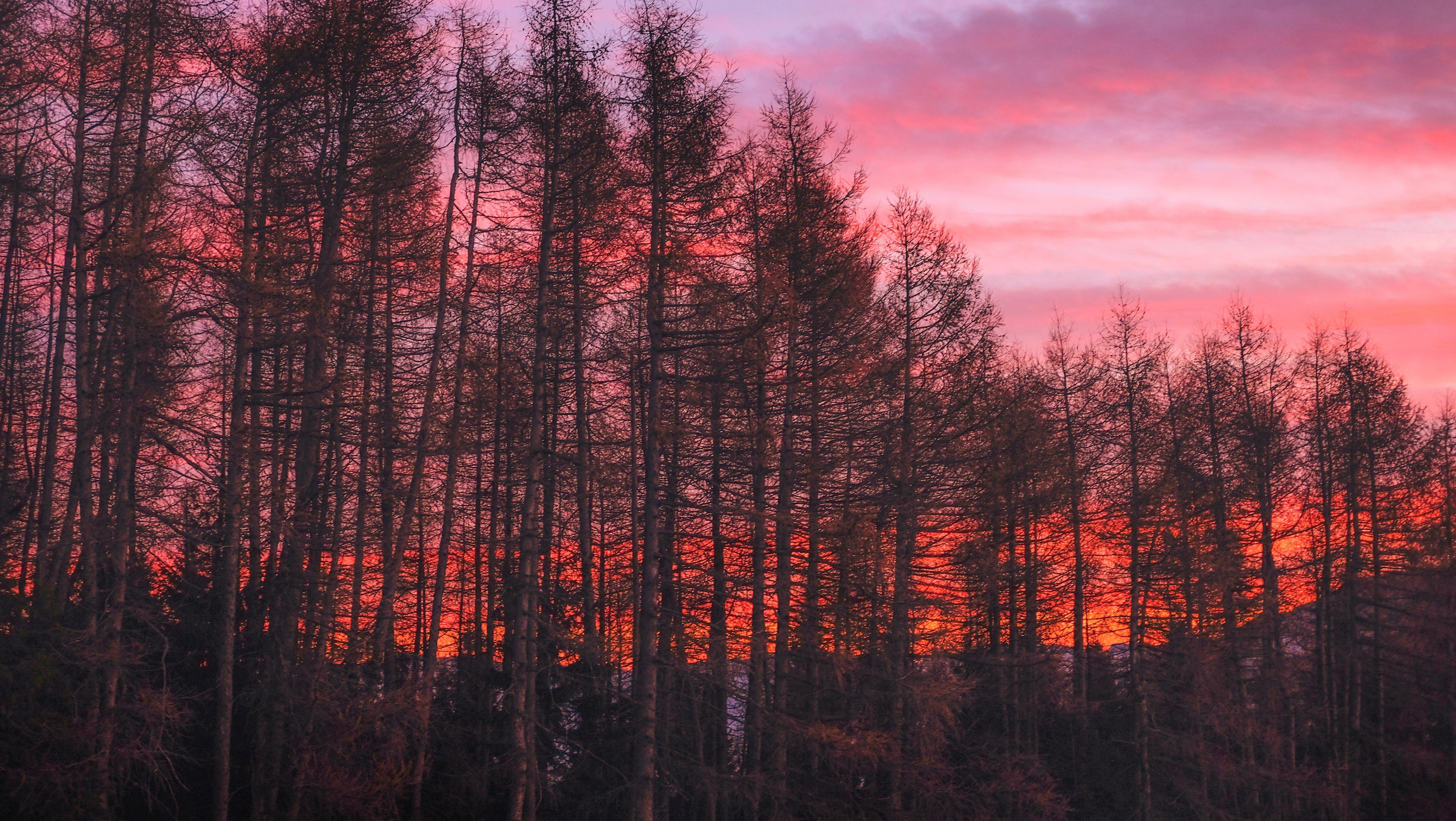 5.5 hd wallpaper,albero,natura,cielo,rosso,foresta di latifoglie nordiche