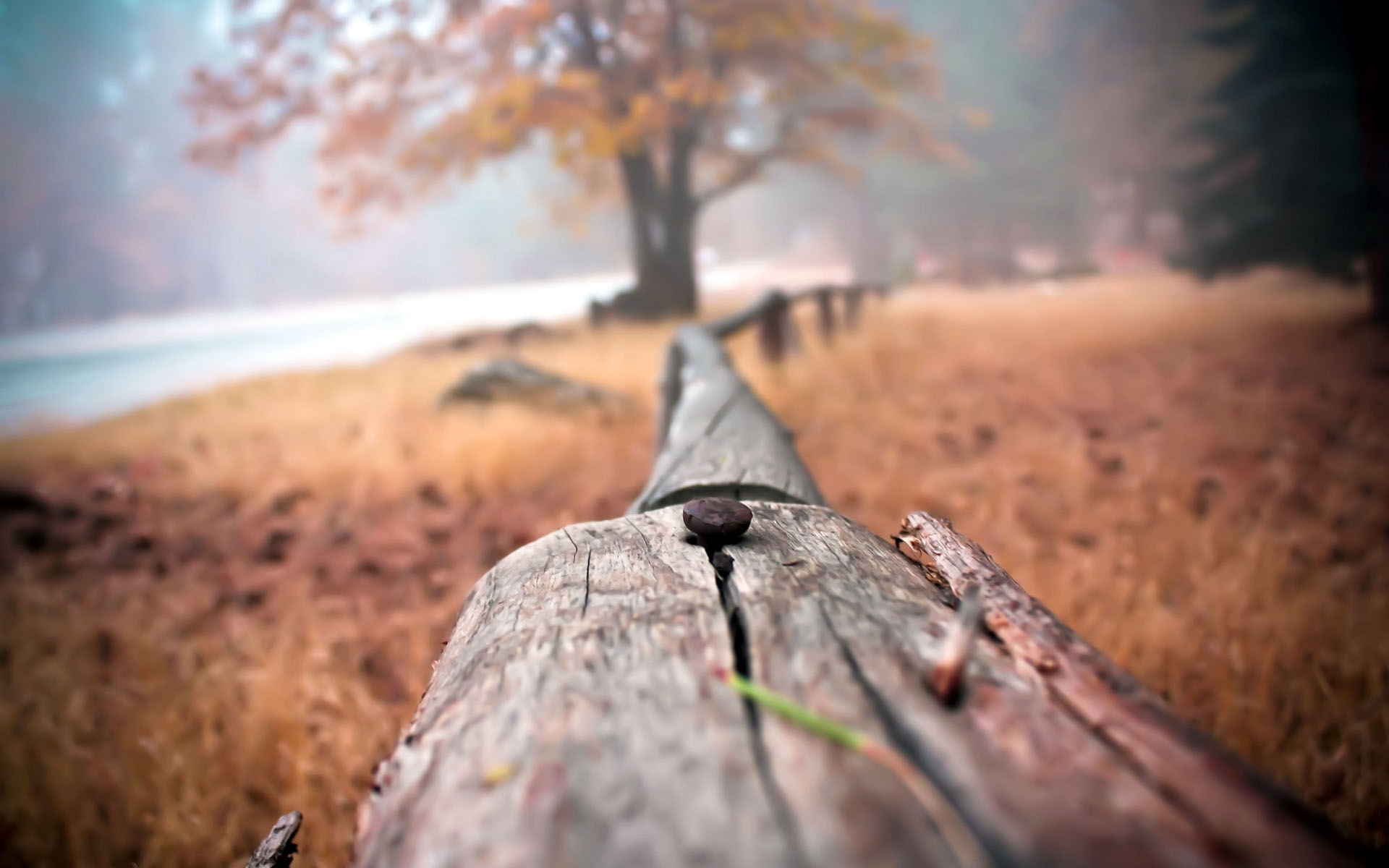 5.5 hd wallpaper,tree,woody plant,sky,atmosphere,grass