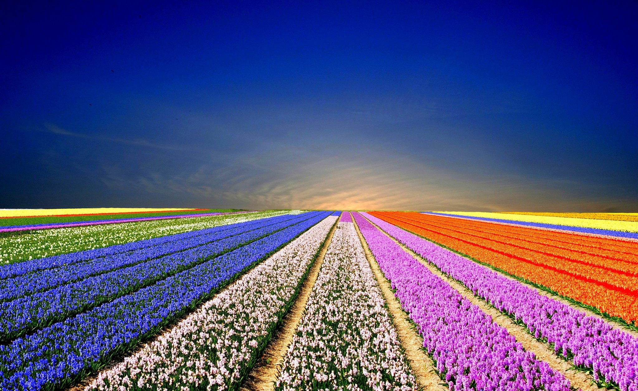 full hd wallpaper full screen,field,lavender,sky,flower,horizon
