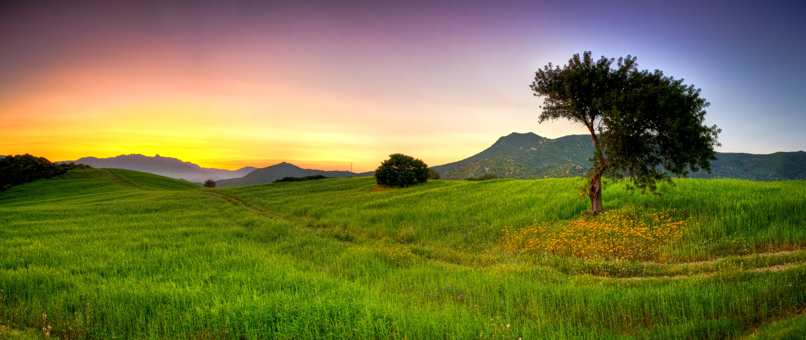 2560x1080壁紙hd,自然の風景,自然,草原,空,緑