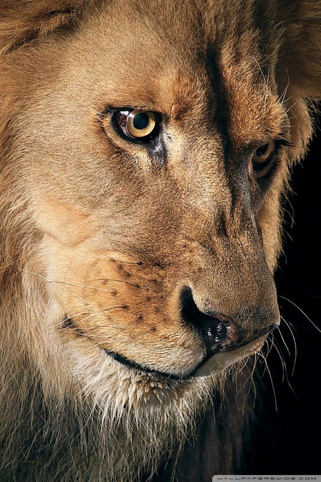 retrato completo fondo de pantalla hd,león,fauna silvestre,felidae,masai lion,bigotes