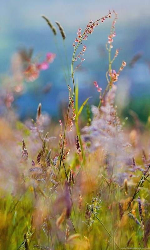 fonds d'écran mobiles full hd 1920x1080,la nature,fleur,plante,herbe,fleurs sauvages